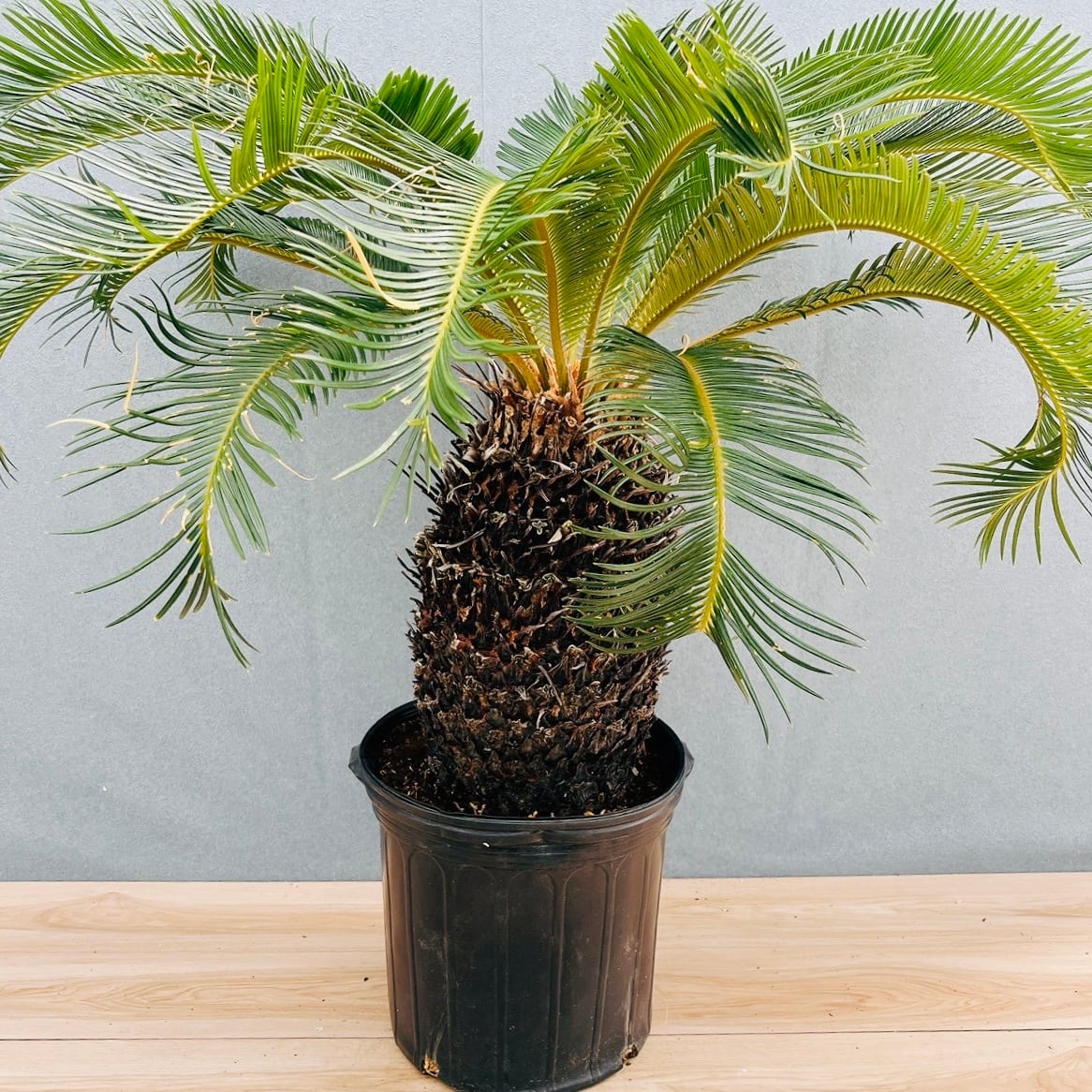 現品］☆おすすめ☆ A1 ソテツ 10号 観葉植物 大型 屋外 綺麗 幹太