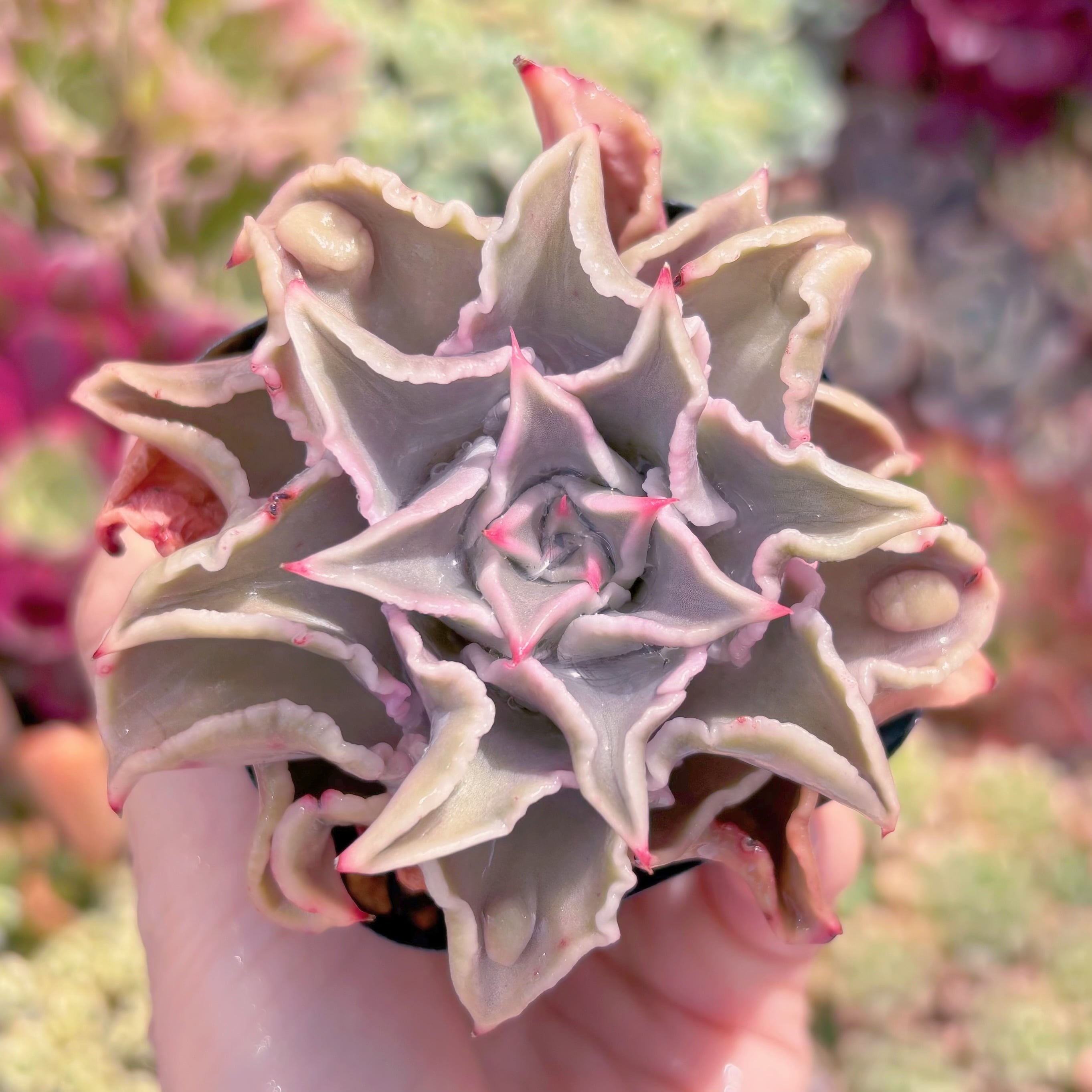 現品　コブマディバ#634　るる農園