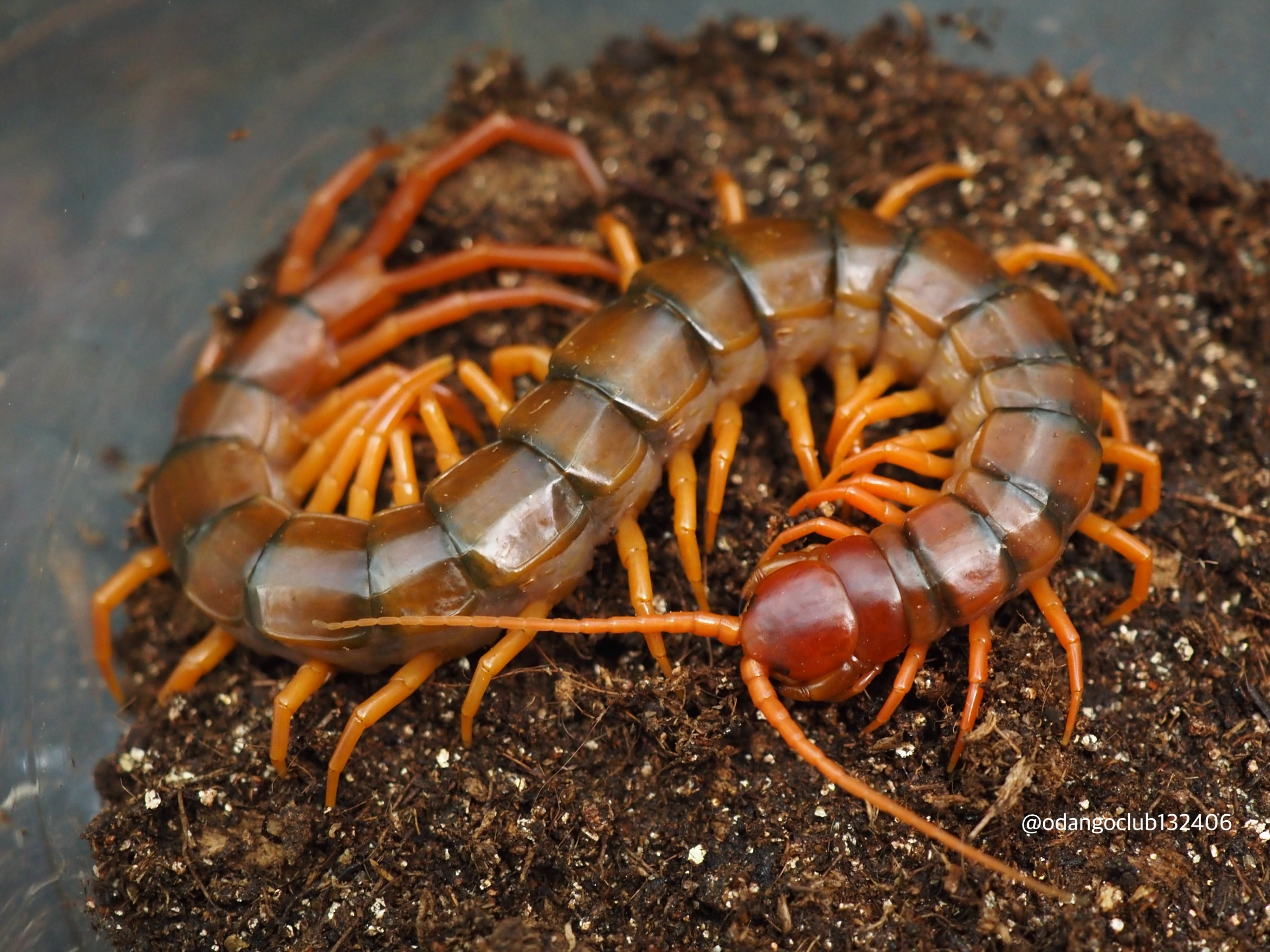 ベトナムオオムカデ イエローレッグ scolopendra dehhani ムカデ 奇蟲 