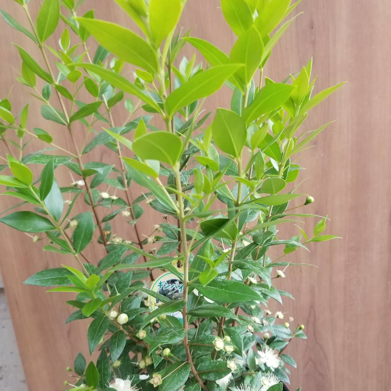 一点もの ギンバイカ 庭木 ハーブ マートル ハーブ おすすめ ギフト 植物 ギフト 祝いの木 フラワーギフト専門店 Conoka Online Shop お花や観葉植物で記念日を彩る 一点もの ギンバイカ 庭木 ハーブ マートル ハーブ おすすめ ギフト 植物 ギフト 祝いの木 フラワーギフト専門店 Conoka Online Shop お花や観葉植物で記念日を彩る