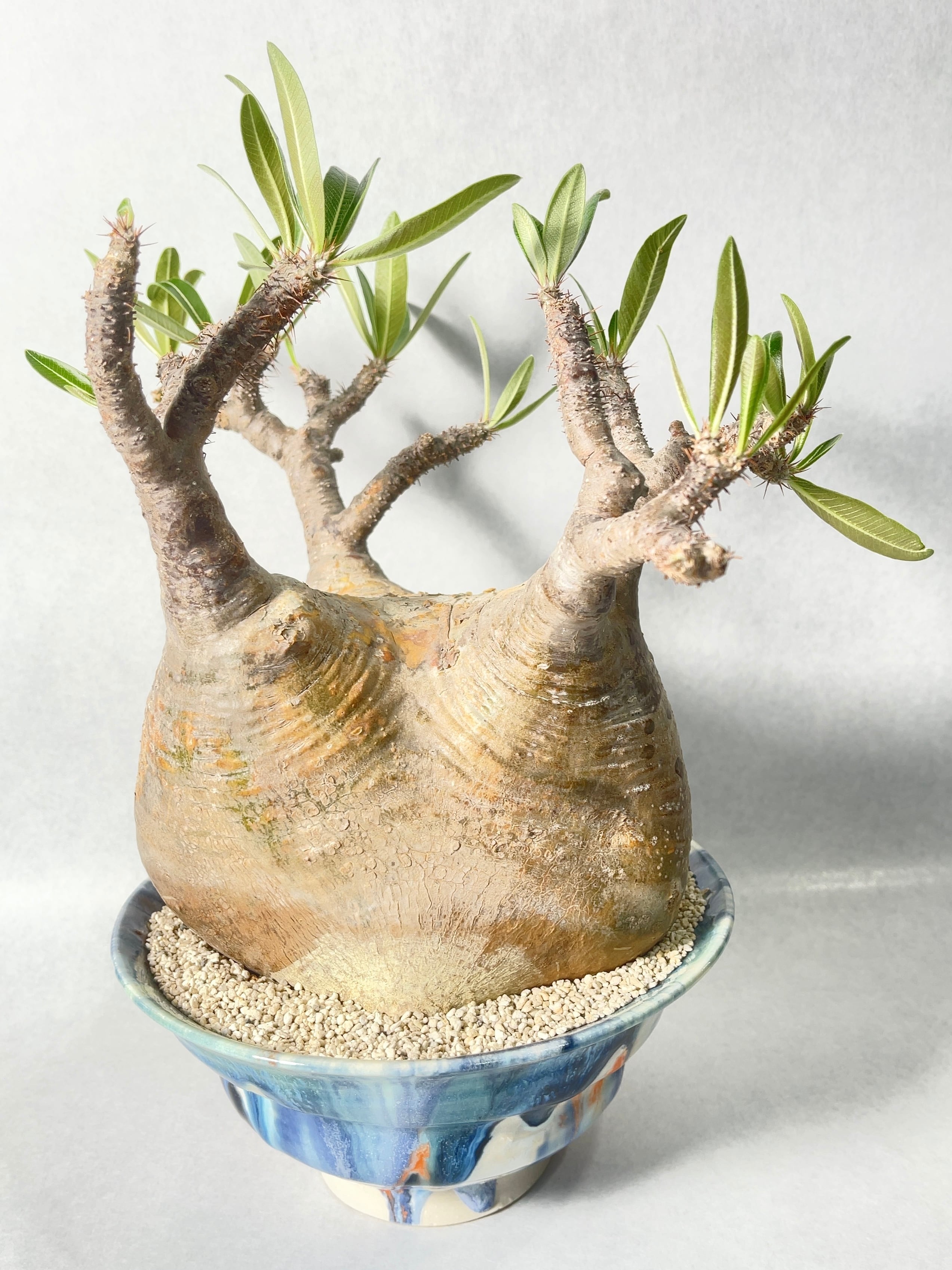 パキポディウム・グラキリス | trigger