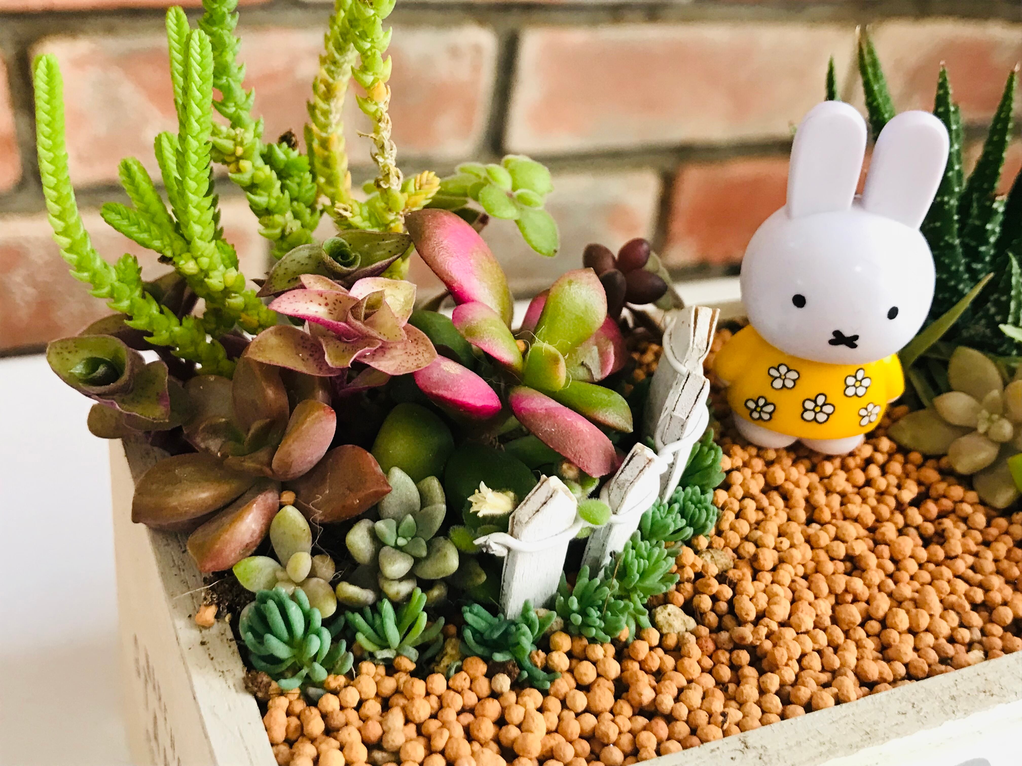 うさぎ 人参 プランター 多肉植物 寄せ植え 置物 Amazon.co.jp: 多肉