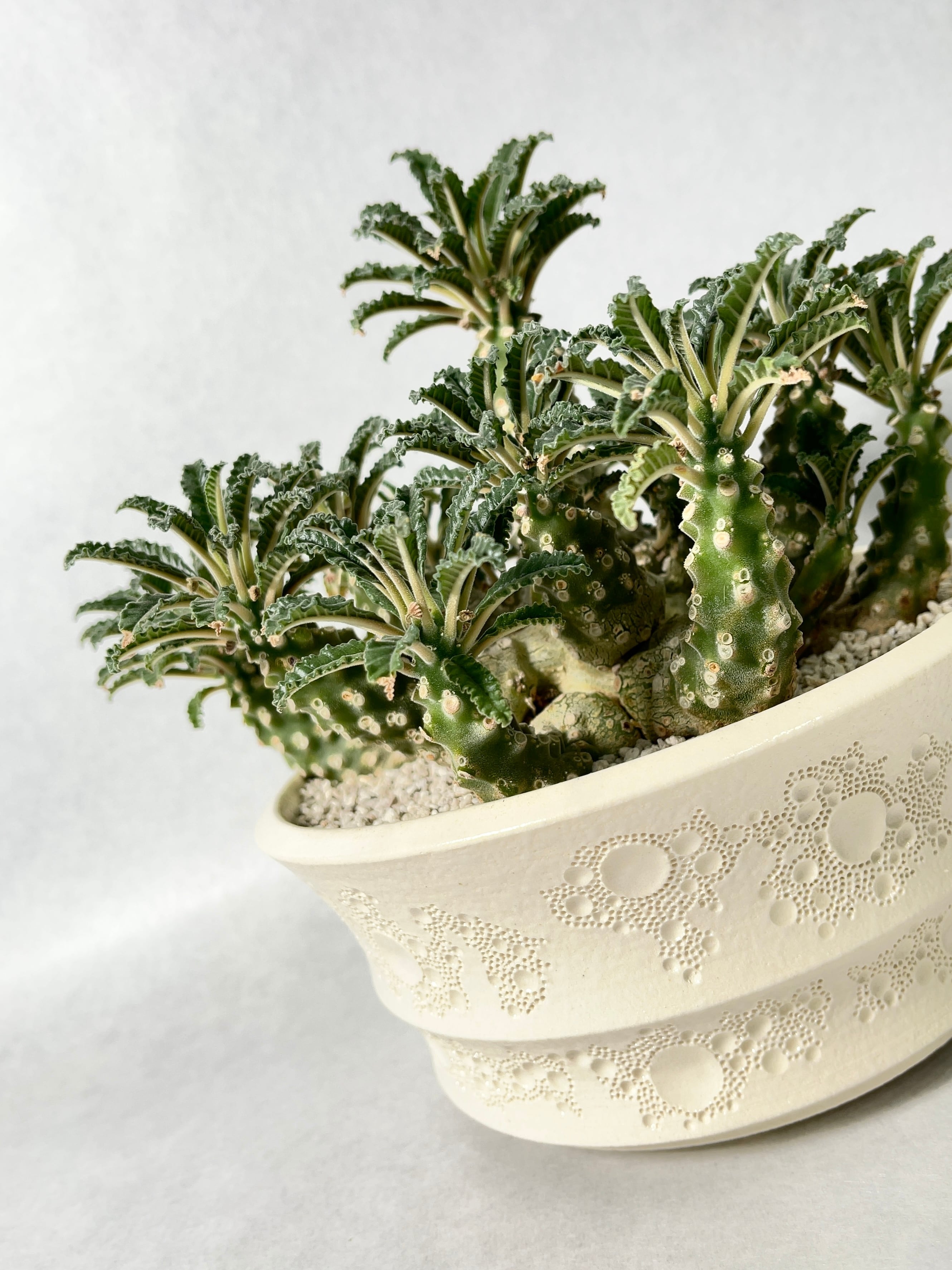 ドルステニア・ラブラニー | trigger