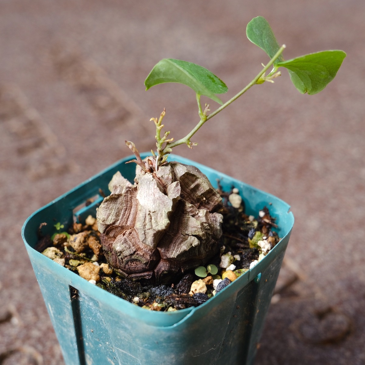 バキバキ亀甲竜①サ （さとまさ | 我が家の塊根植物? ディオスコレア 