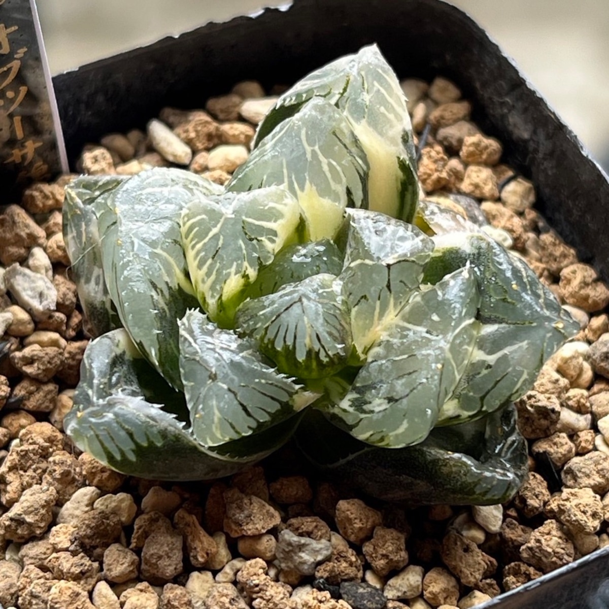 3d1660a7893f547414f722b310e146 