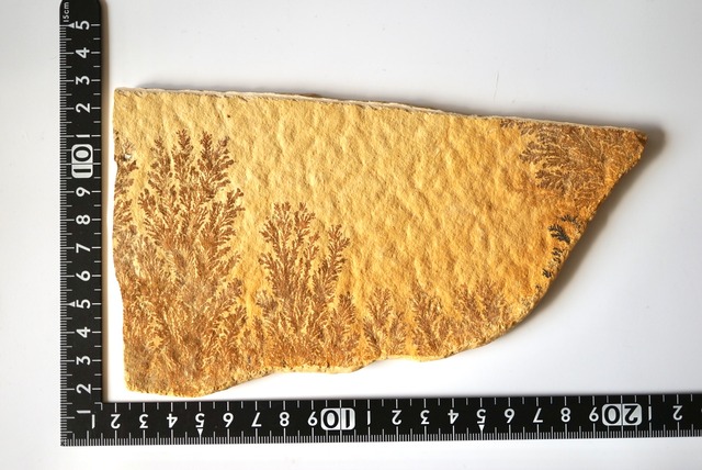 デンドライト 忍石 190mm Dendritic limestone 1167