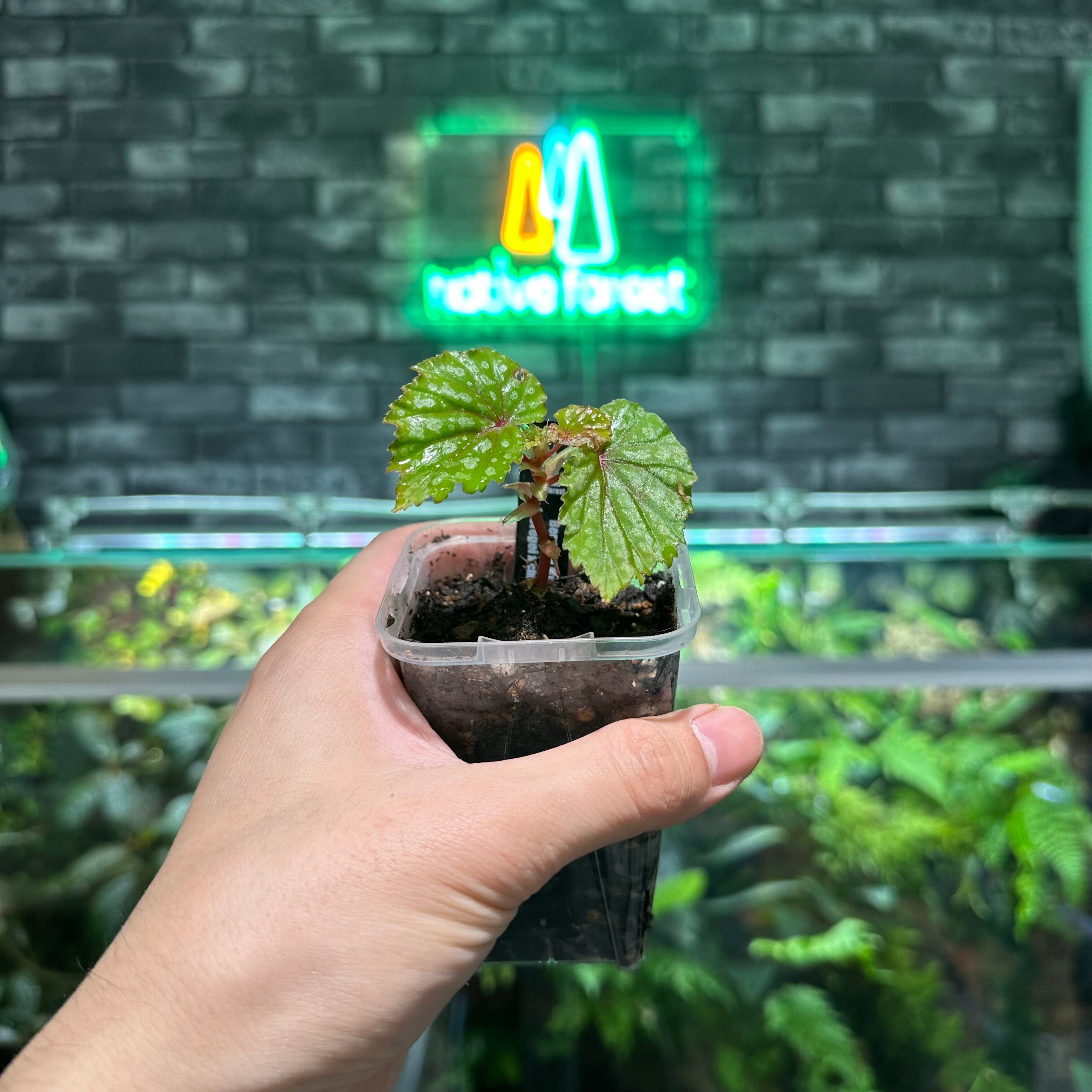 専用おまとめ Begonia 他6点同梱宅配便発送 【公式通販】