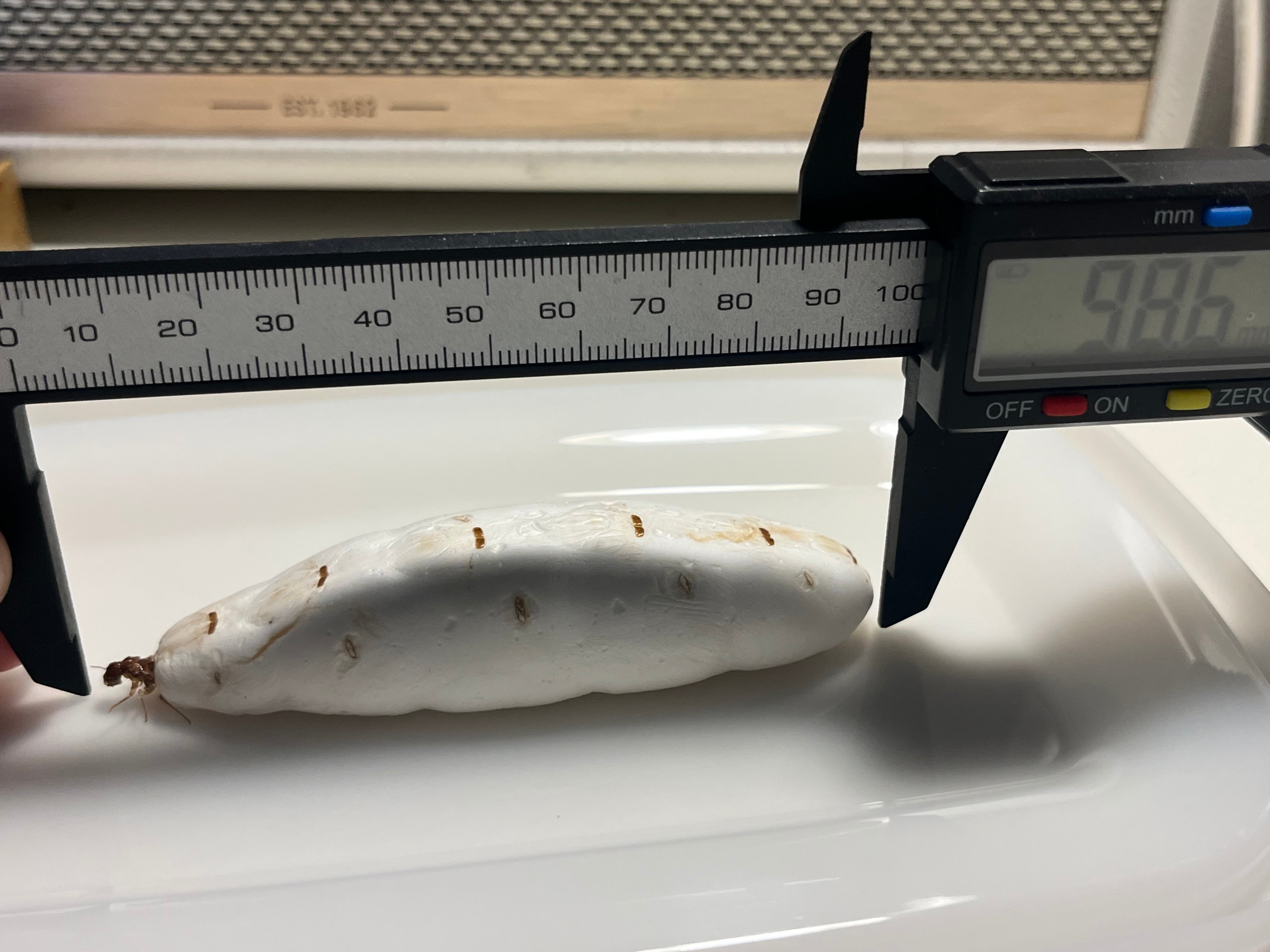 乾燥珍々】シロアリの女王標本 超巨大 液浸標本 昆虫標本 パラポネラ