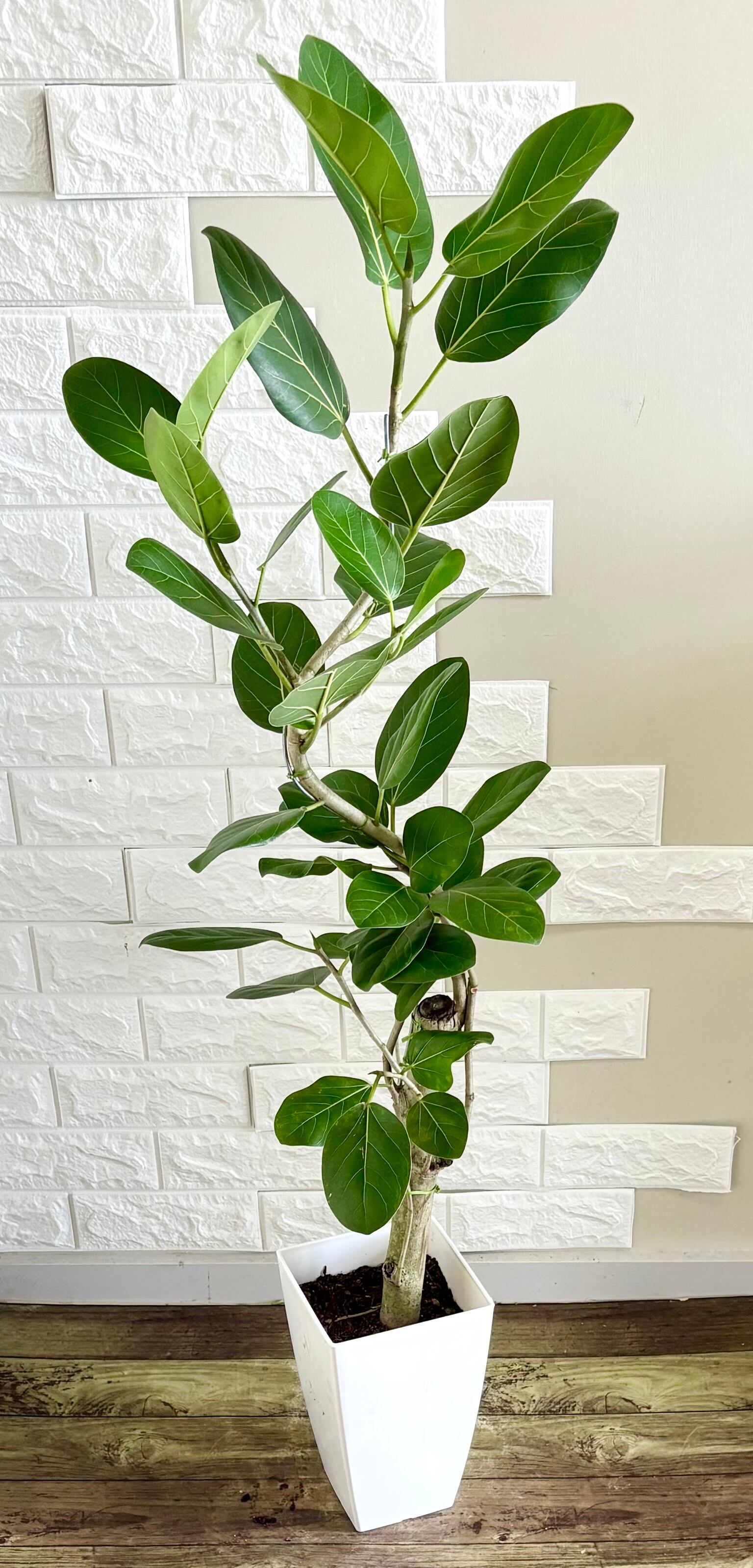 現品】希少種子付き エバーフレッシュ 曲がり樹形 6号鉢 観葉植物