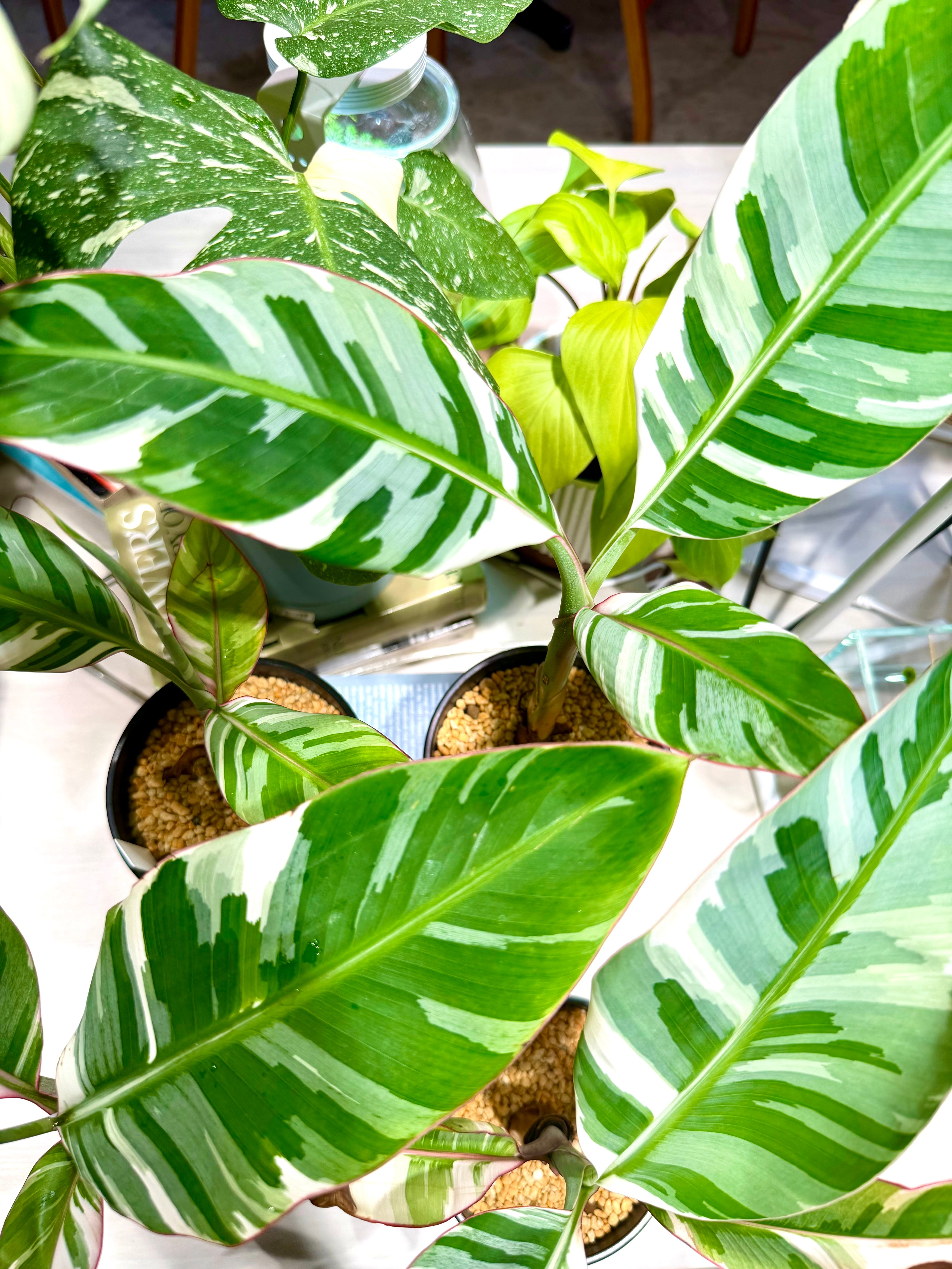 数量限定【超激レア植物E】斑入りのバナナムサアエアエ（ほとんど世に