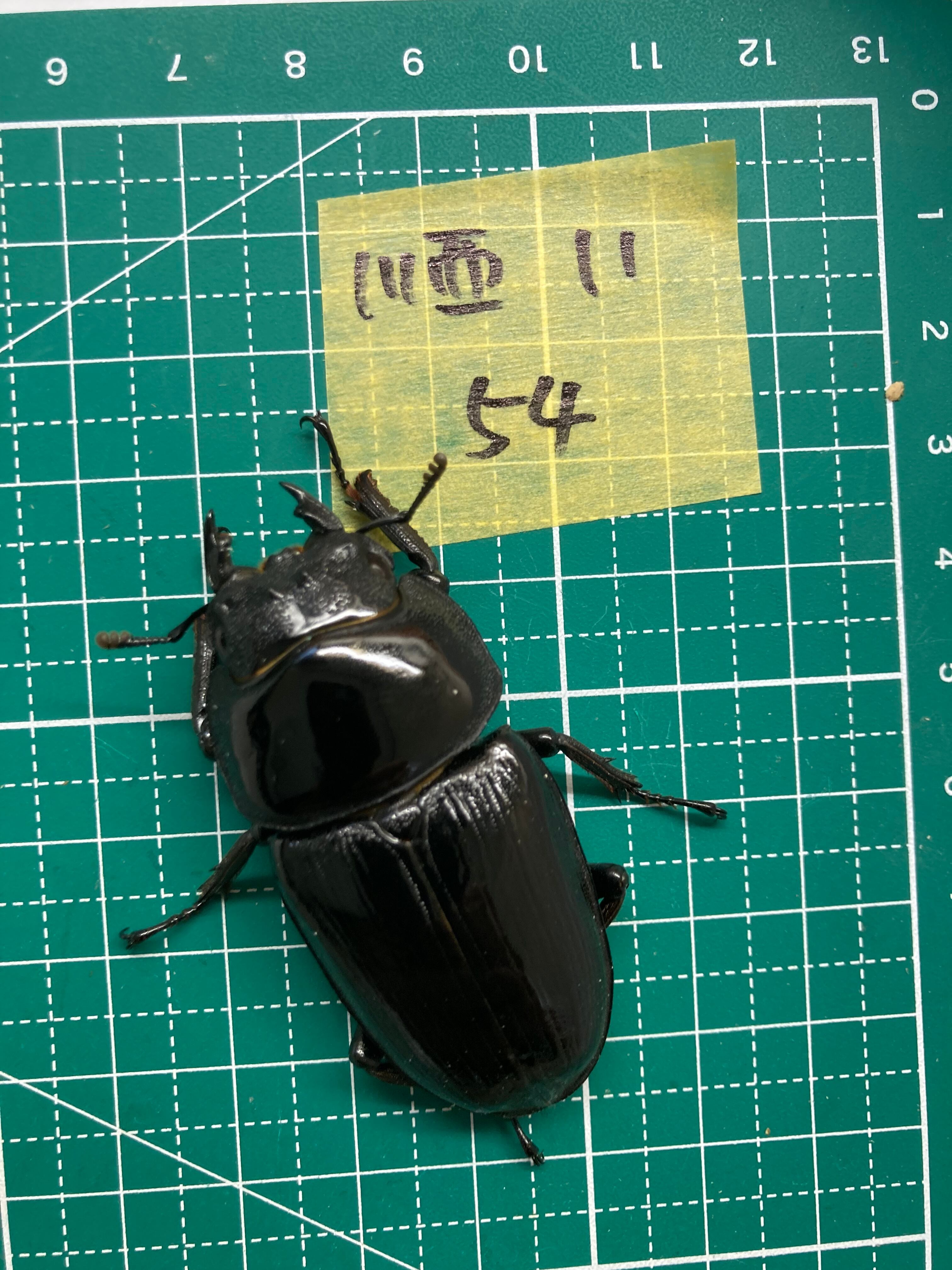 3 マダガスカルのとても珍しい虹色タマムシ（♀） | PAY ID