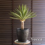 ユッカ グロリオサ Yucca Gloriosa 幹立ち 7号陶器鉢 アツバキミガヨラン 0621BK