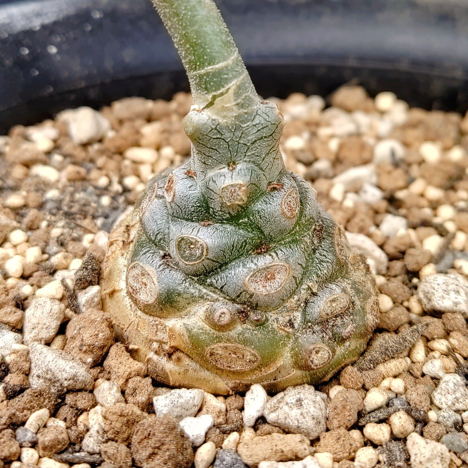 種子/15粒】Tylecodon petrophilus (JAA 1119)/チレコドン・ペトロ