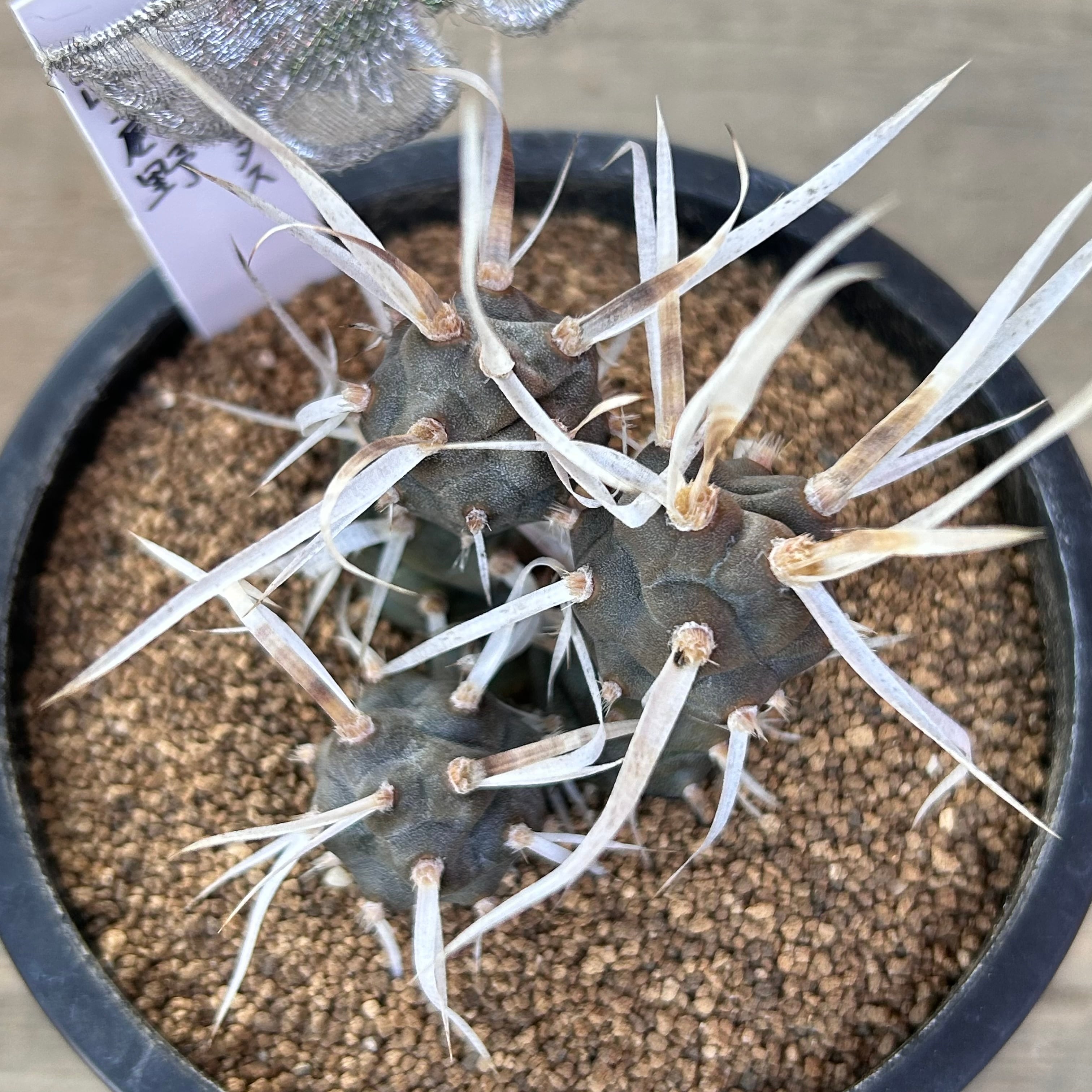 3d1af3590e0de7afe607f37d1ae25a