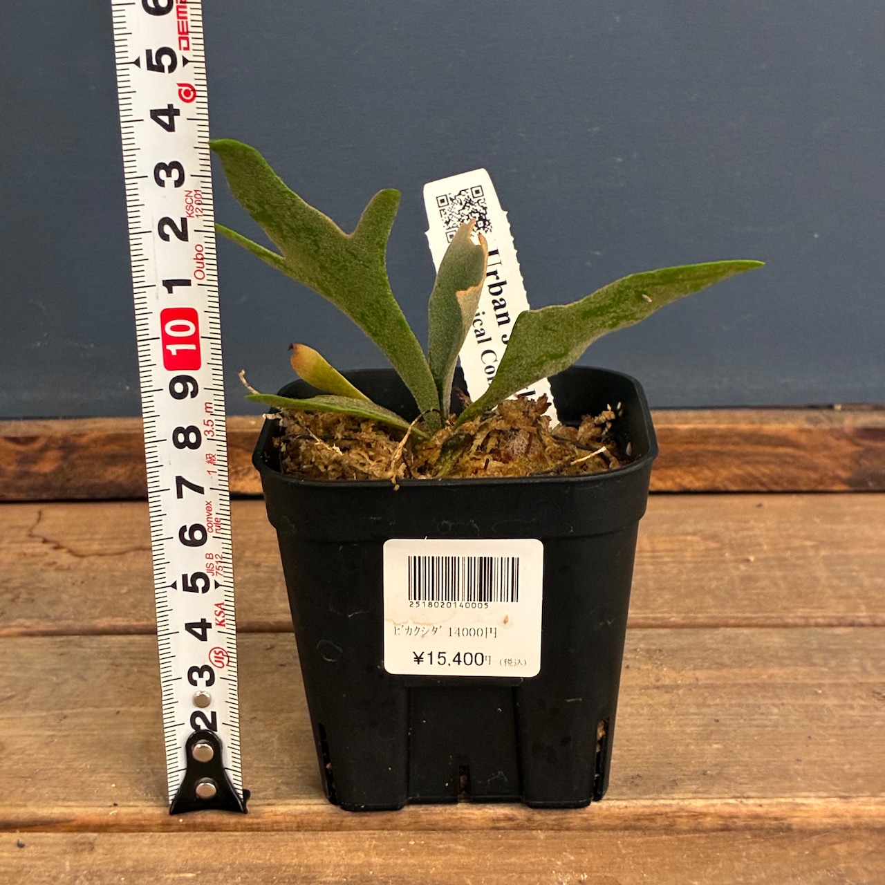 【UJ】ビカクシダ P. willinckii 'Golden Boy' Spore【1040】【再撮影】
