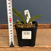 【UJ】ビカクシダ P. willinckii 'Golden Boy' Spore【1040】【再撮影】
