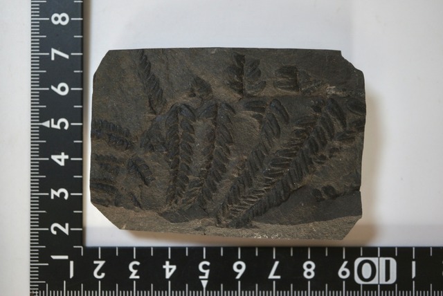 フランス産シダ植物化石 Pecopteris sp. 1655