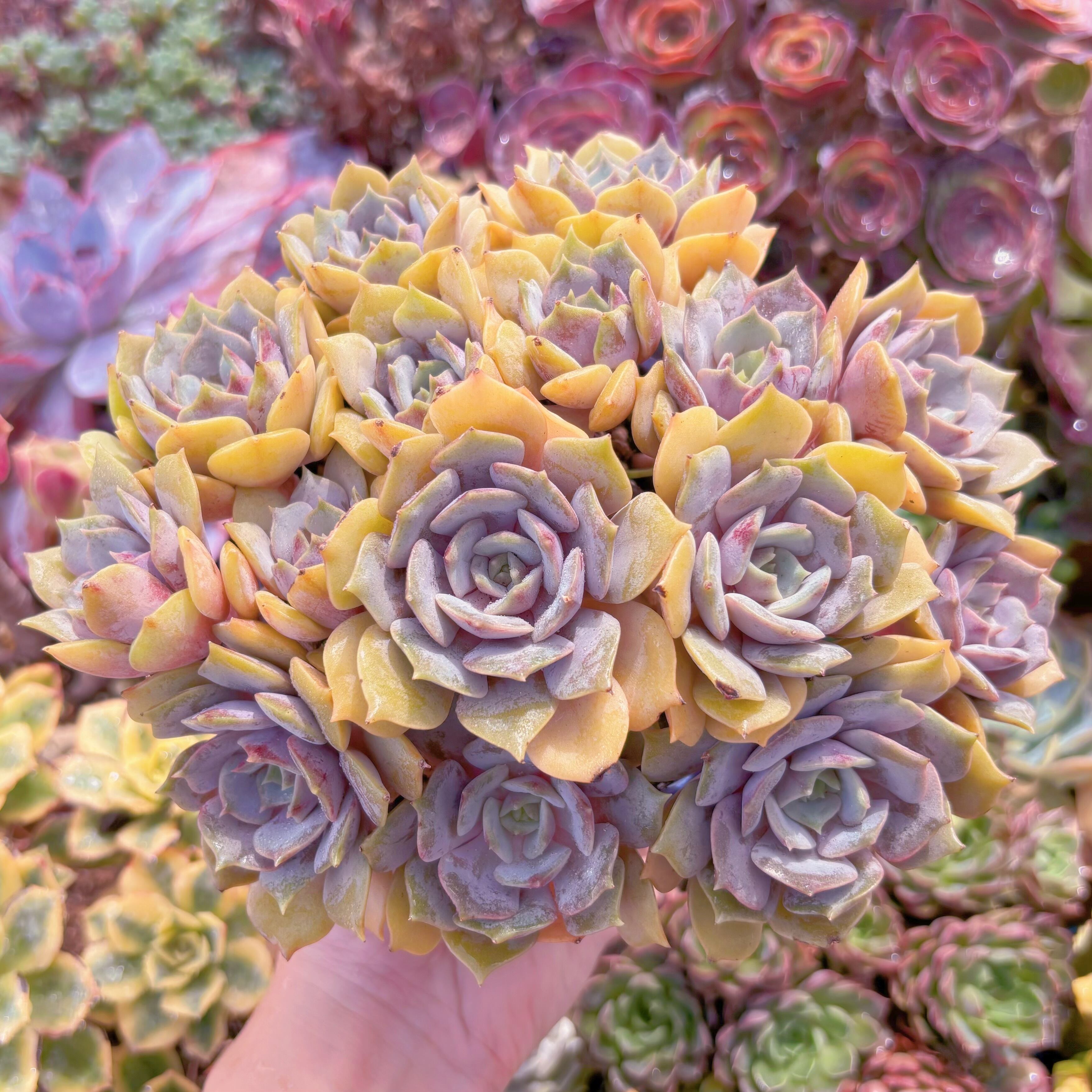 現品　紫姫#259　特大苗　るる農園