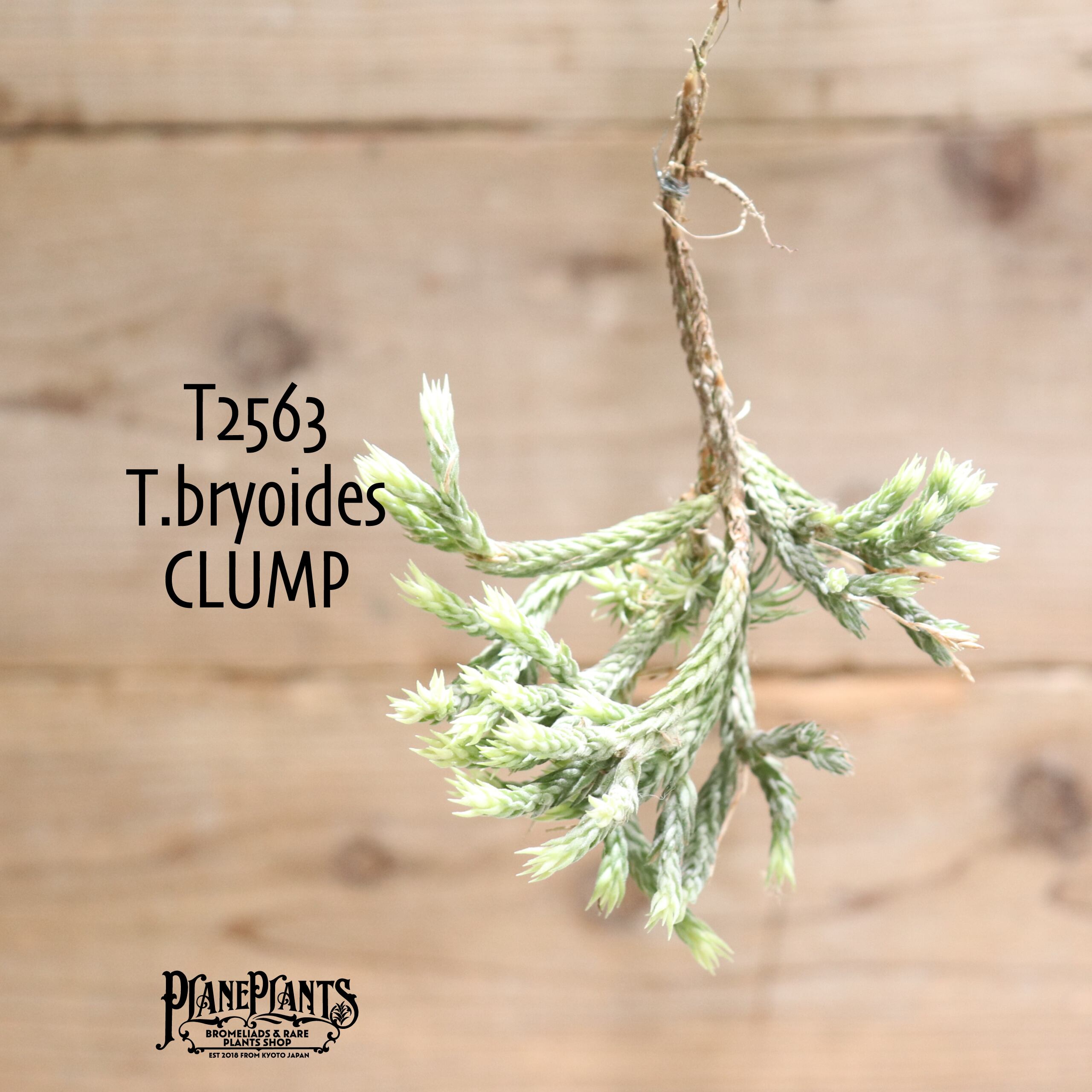 【送料無料】bryoides〔エアプランツ〕現品発送T2563