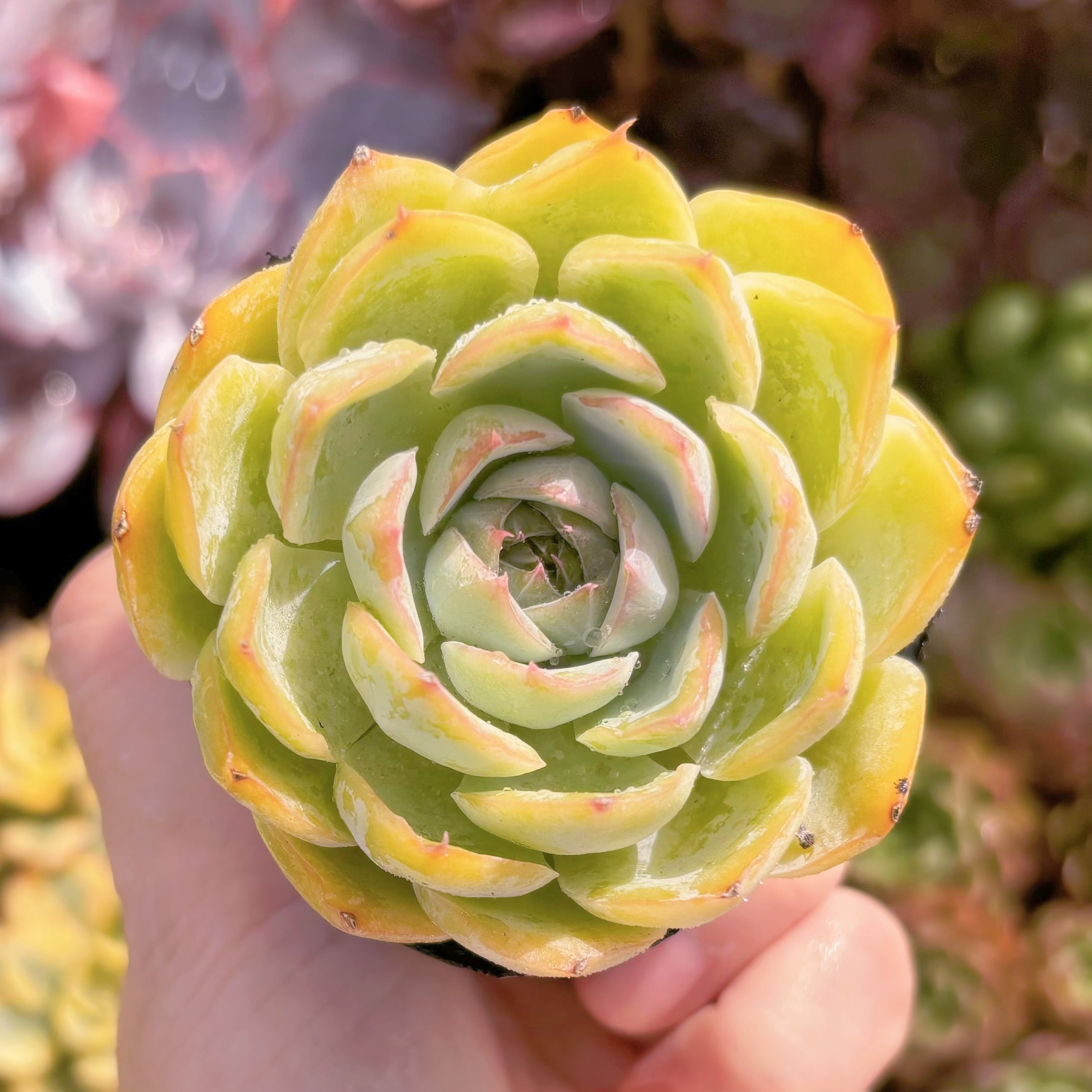 現品　シルエット#C22　るる農園