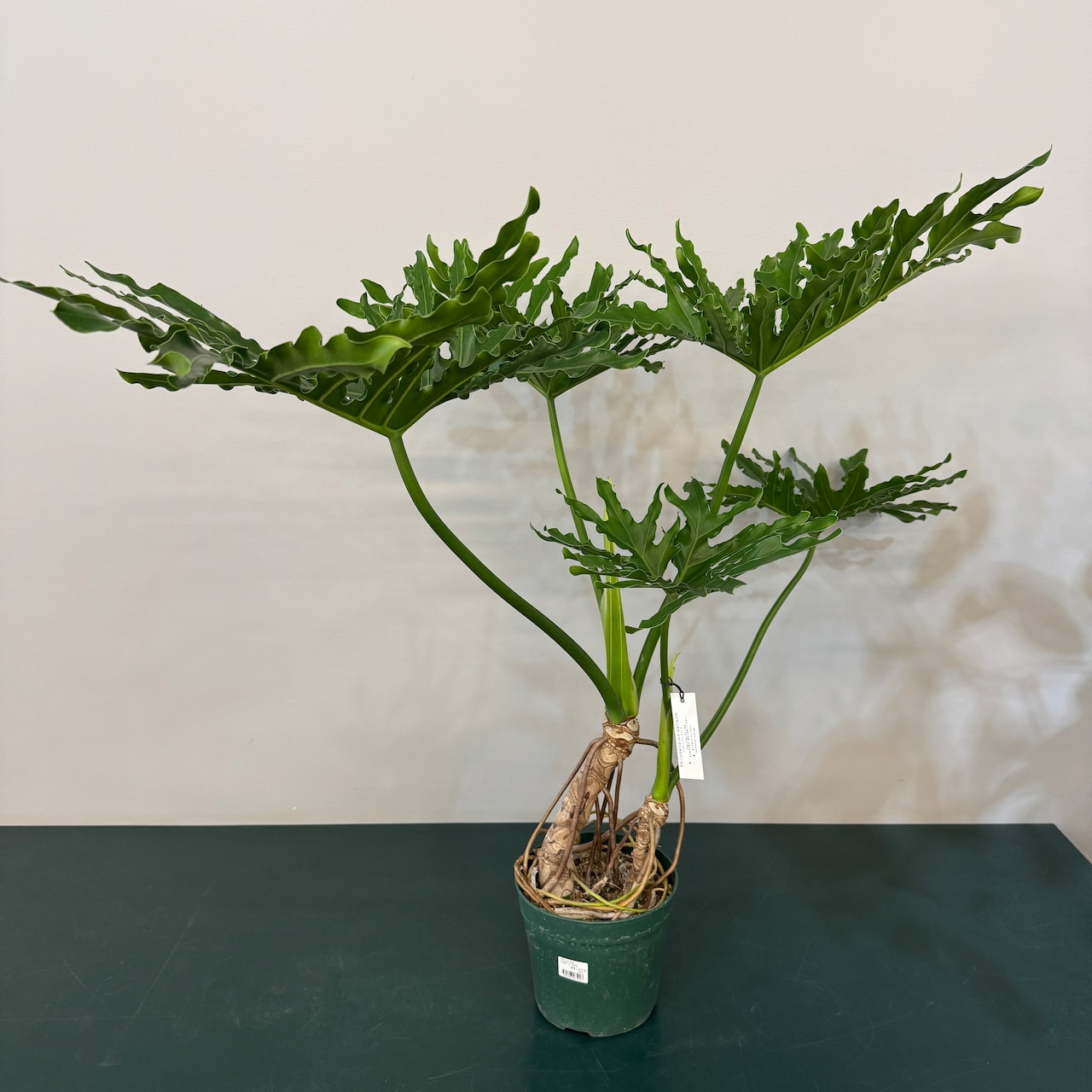 フィロデンドロン セローム【927】