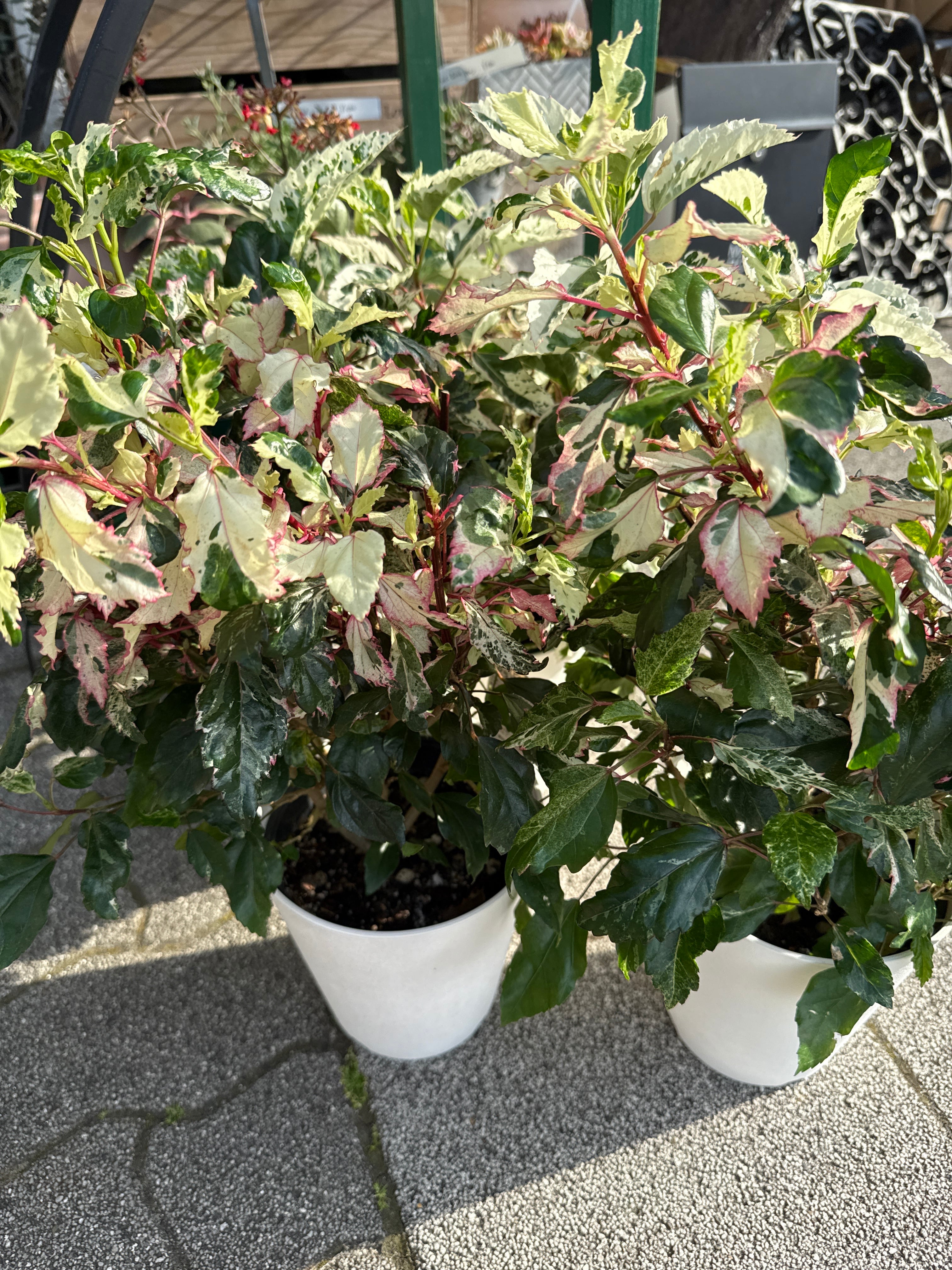 Gardenえん 【観葉熱帯植物】