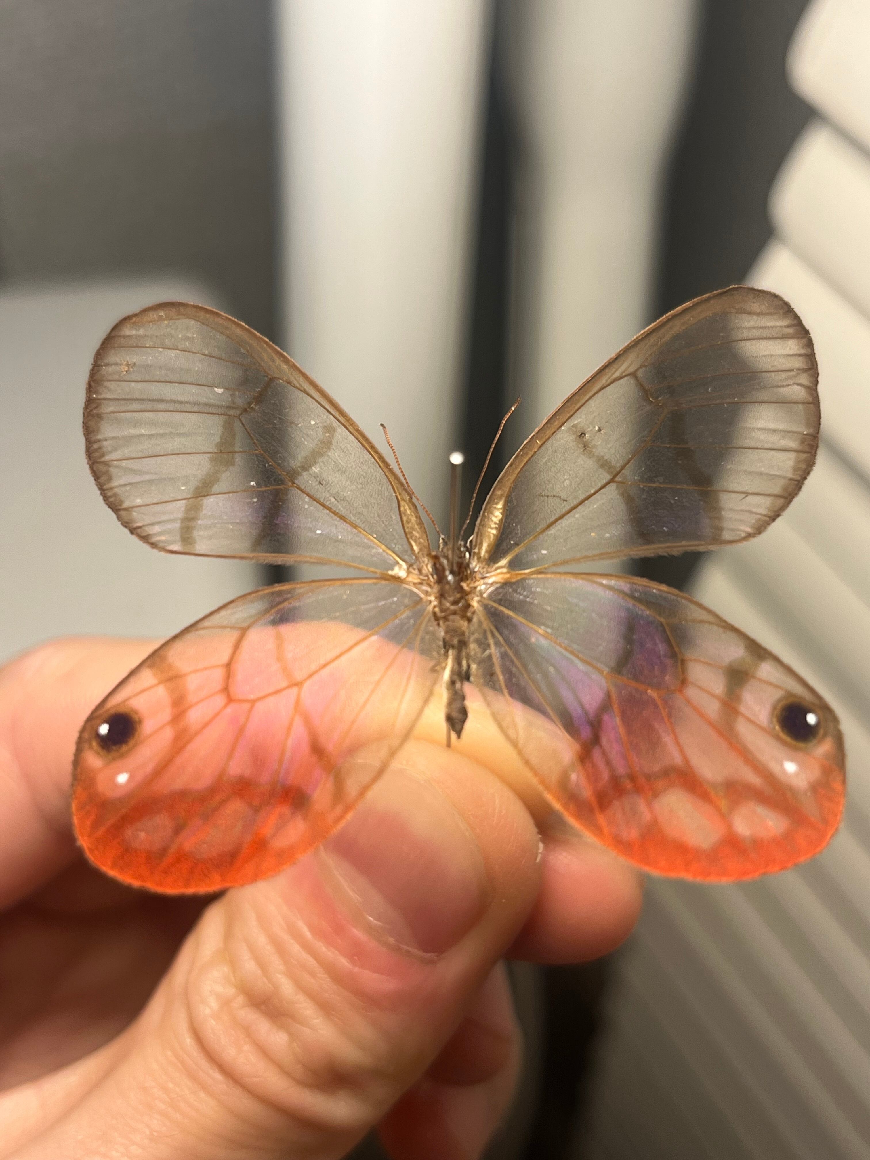 ベニスカシジャノメ アンドロメダスカシジャノメ ベニスカシジャノメ