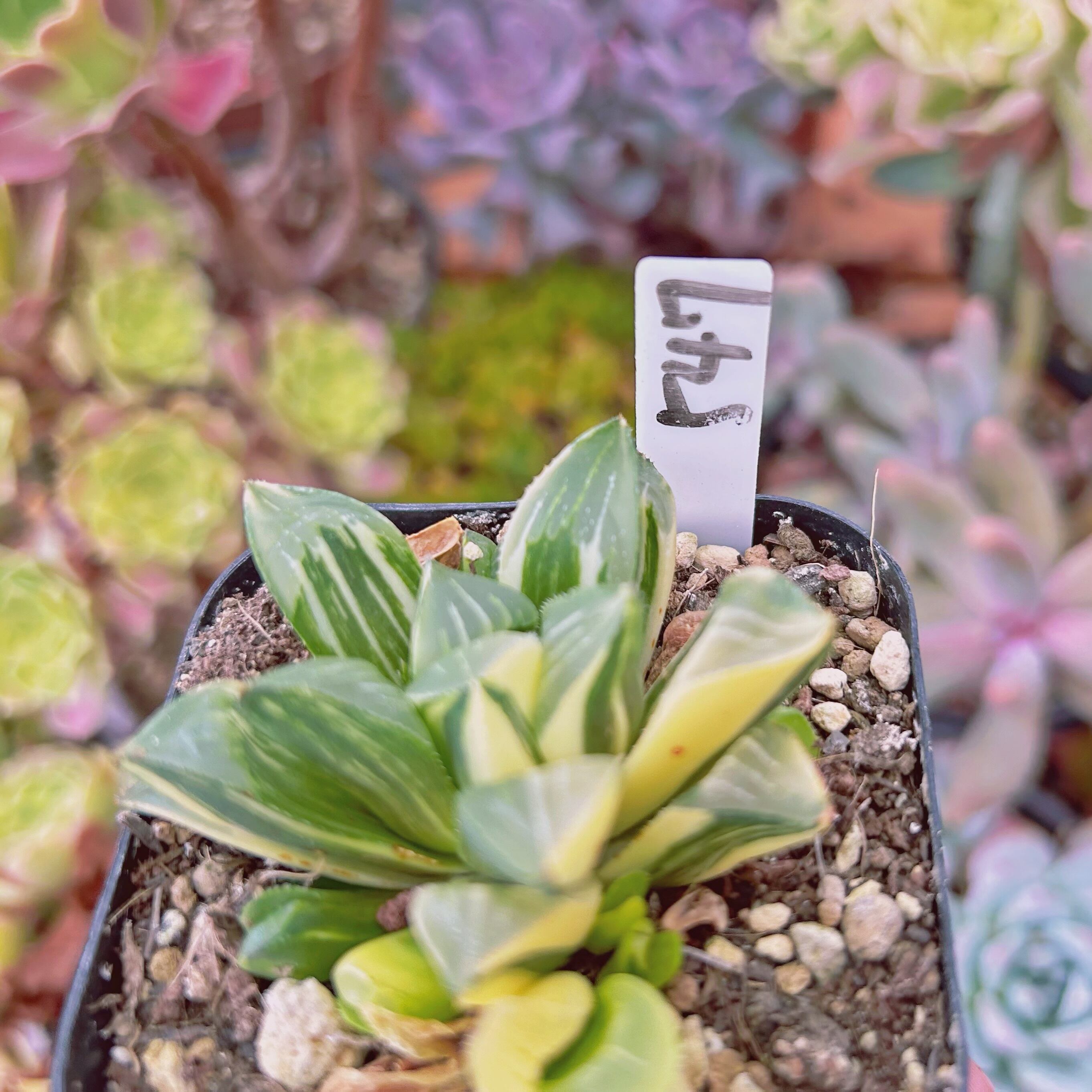 547現物 多肉植物 姫寿錦 抜き苗 | るる農園~多肉植物専門