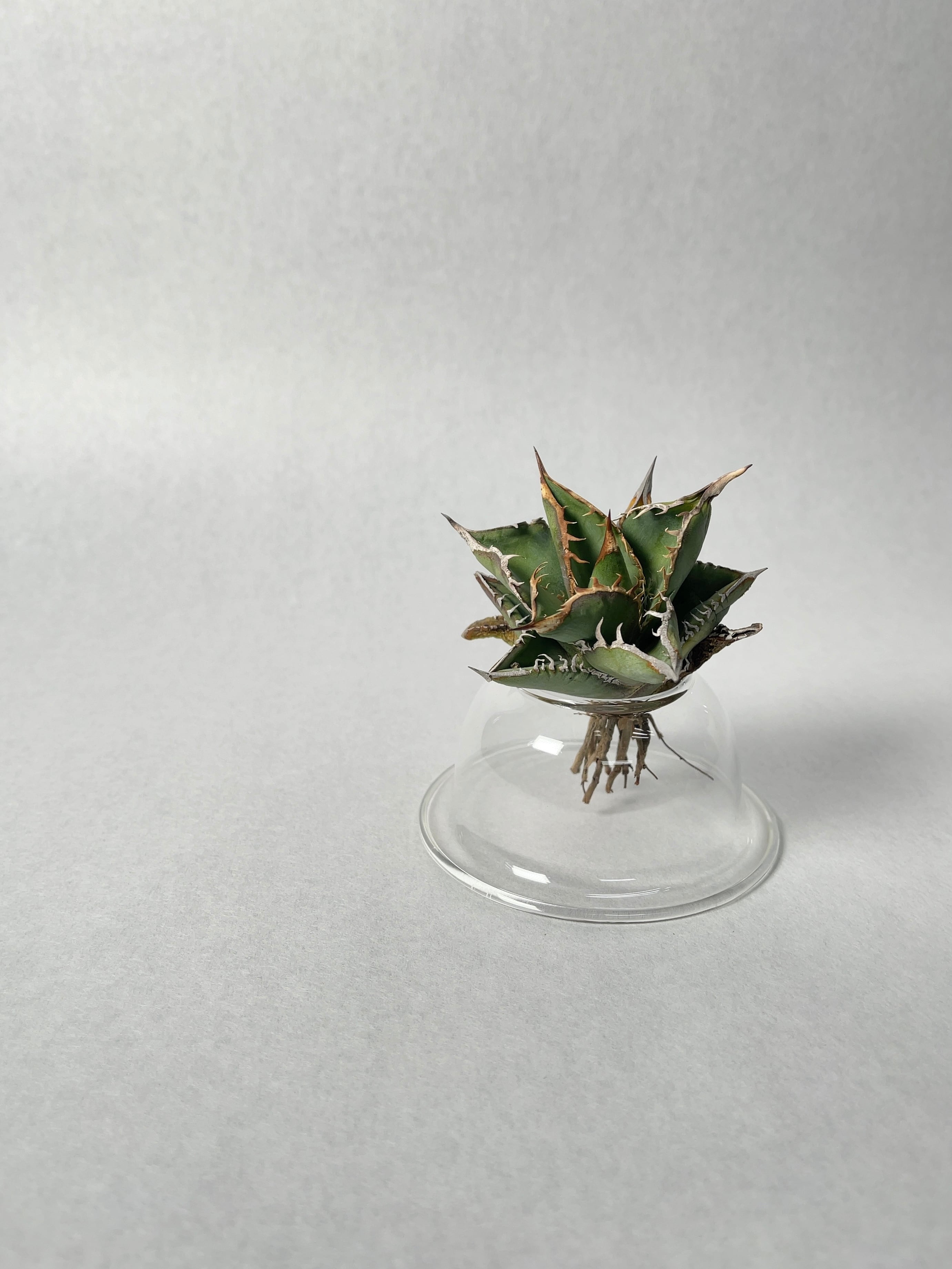 アガベ・チタノタfo76 ドワーフ | trigger