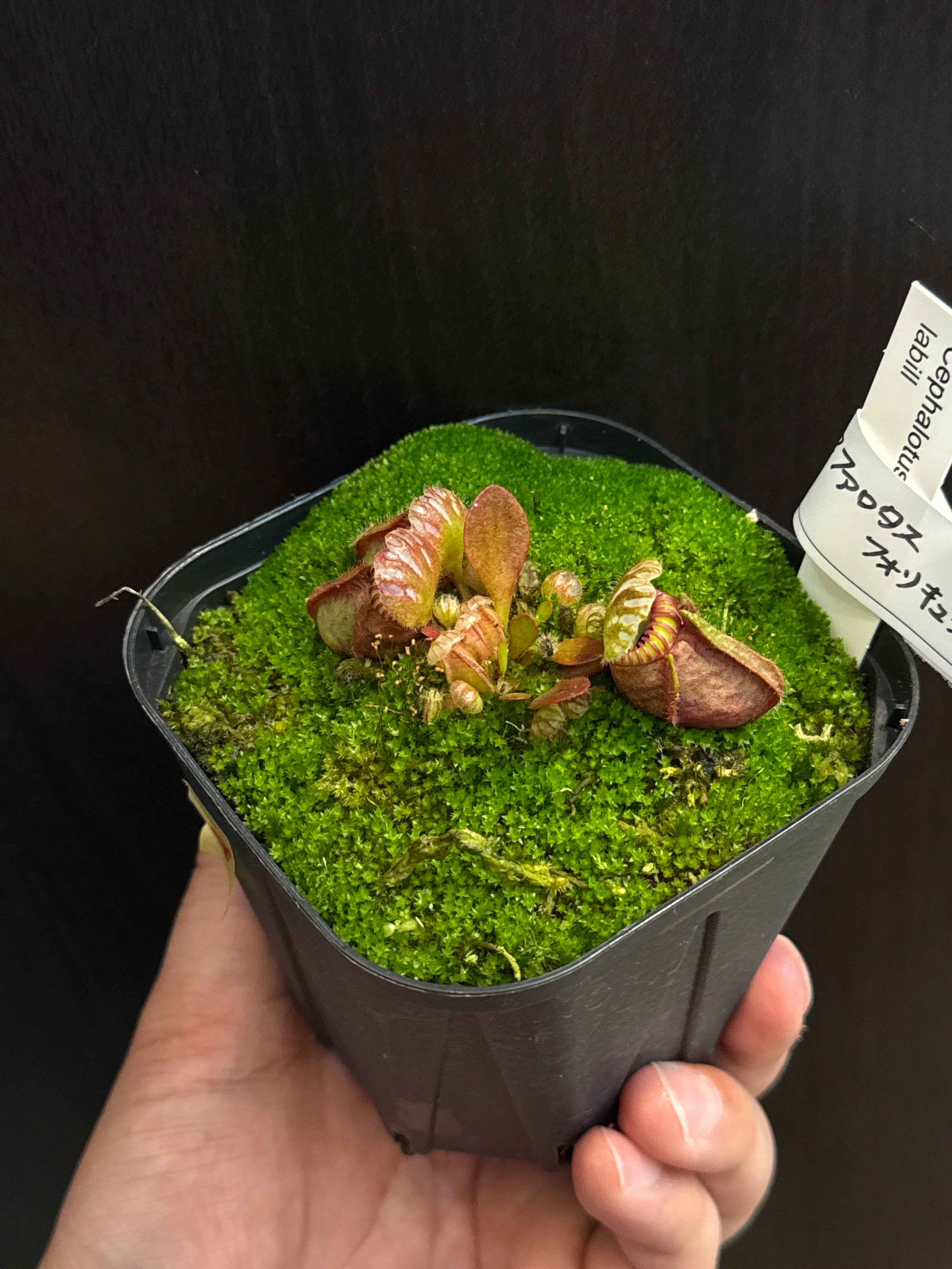 ③ セファロタス フォリキュラリス | Gardenえん 【観葉熱帯植物】