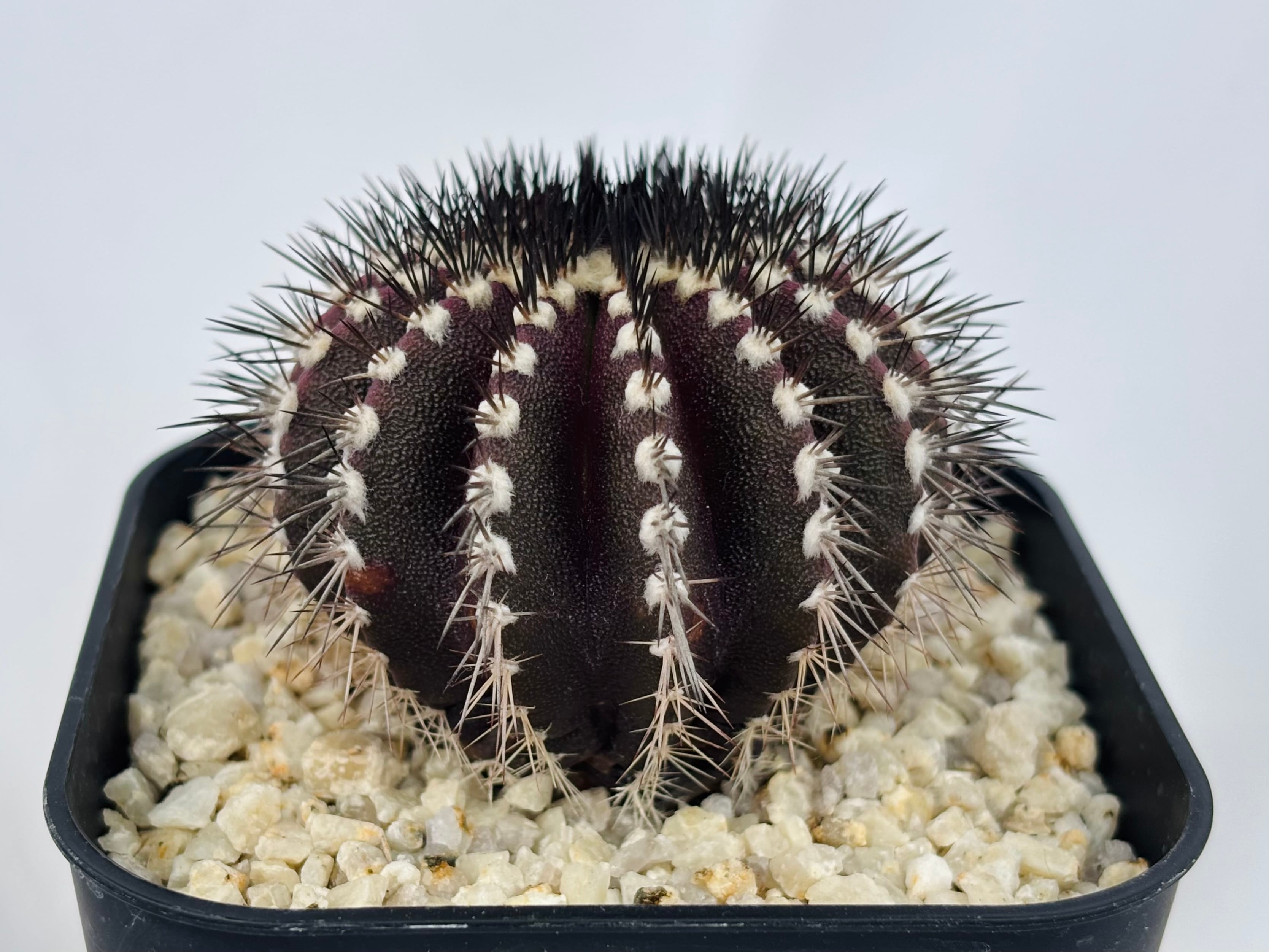 Uebelmmania pectinifera ユーベルマニア・ペクチニフェラ サボテン