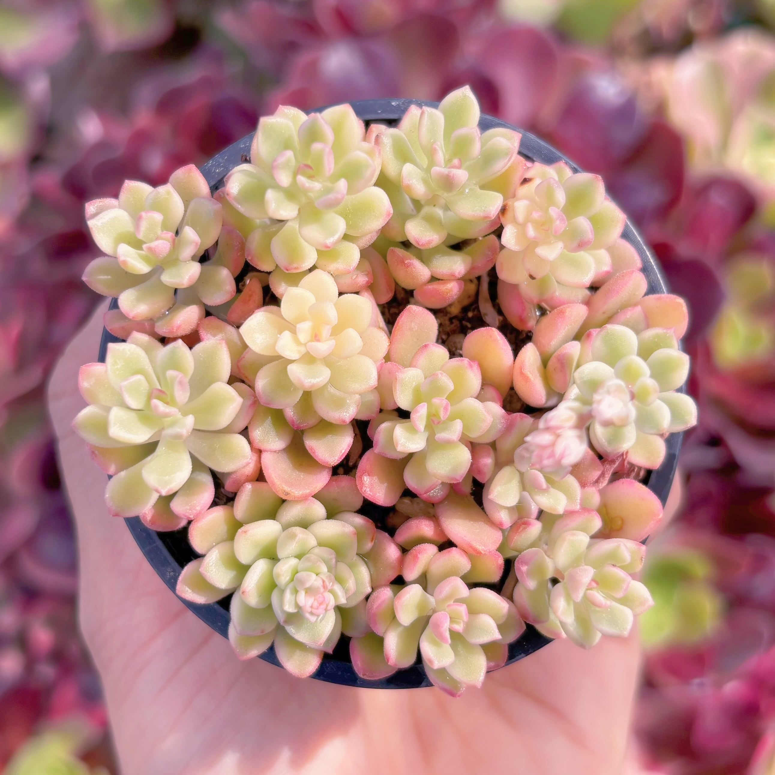 現品　ジョイスタロック錦#607　るる農園