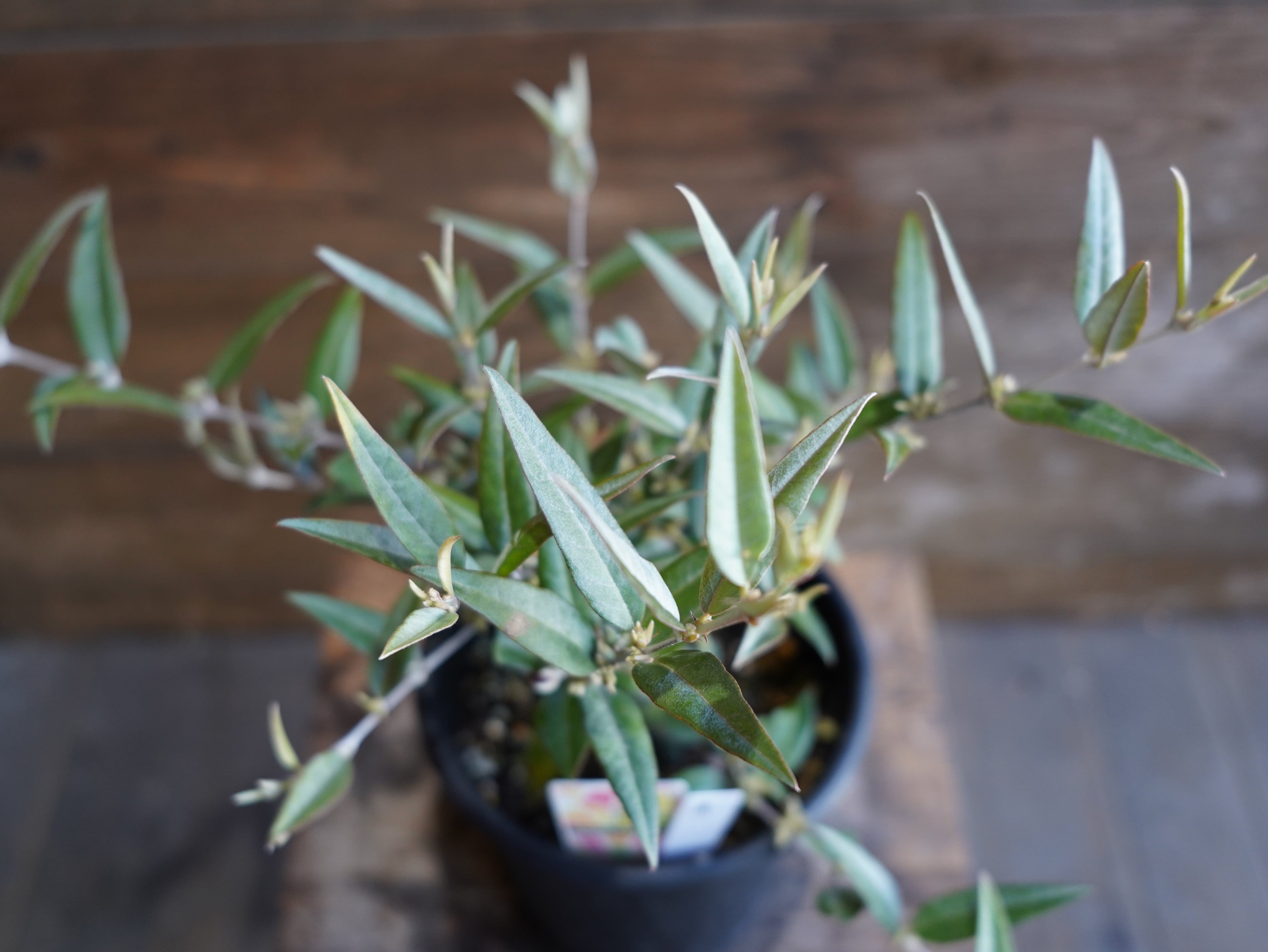 【現物】ガストロロビウム セリセウム ”レッドスター”　A