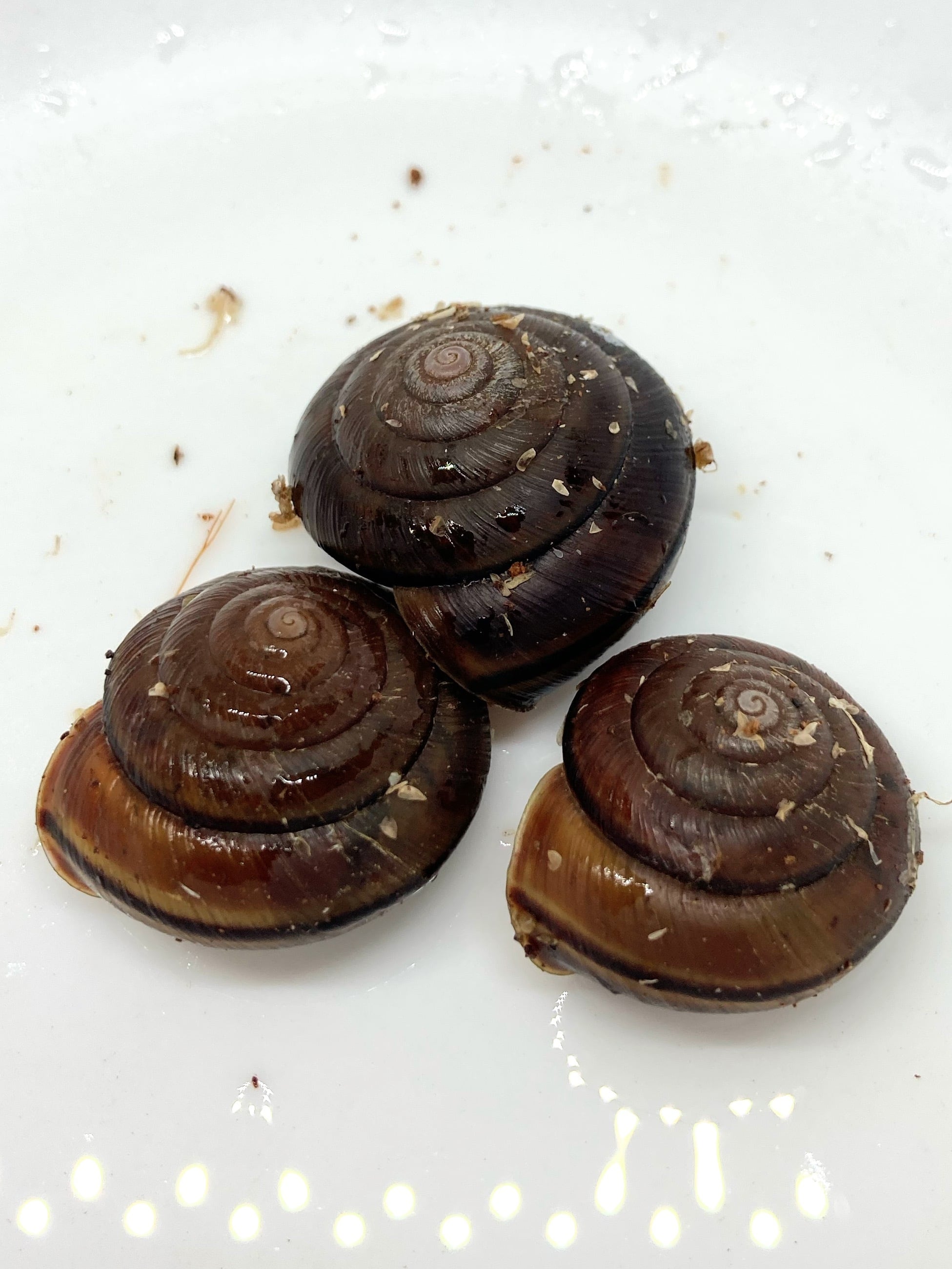 シュリマイマイ 3匹 | まるころ商店〜まるくてころころした生き物を