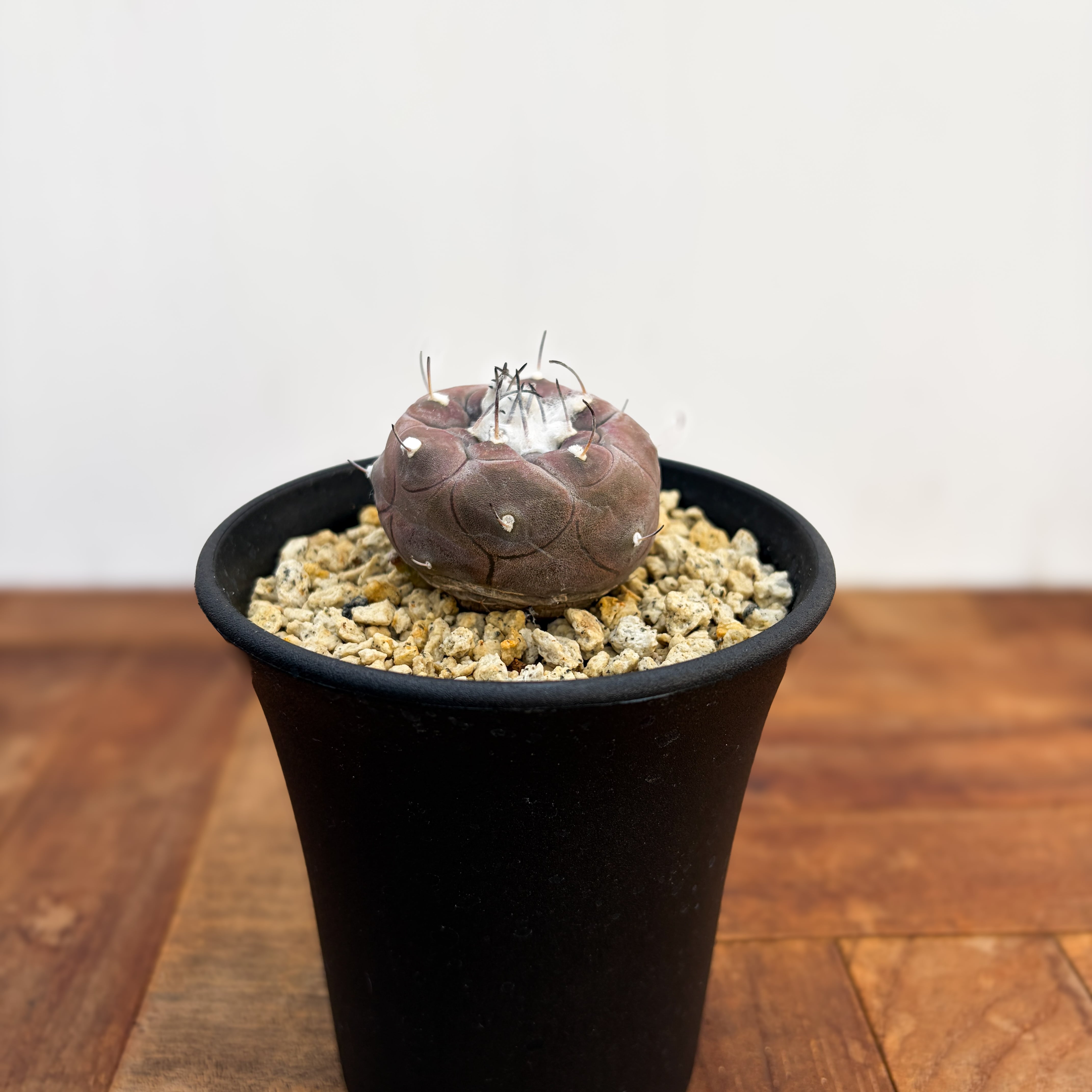 サボテン　ツルビニカルプス　ハウエルニギー　国内実生 Turbinicarpus jauernigii【ツルビニカルプス・ハウエルニギー
