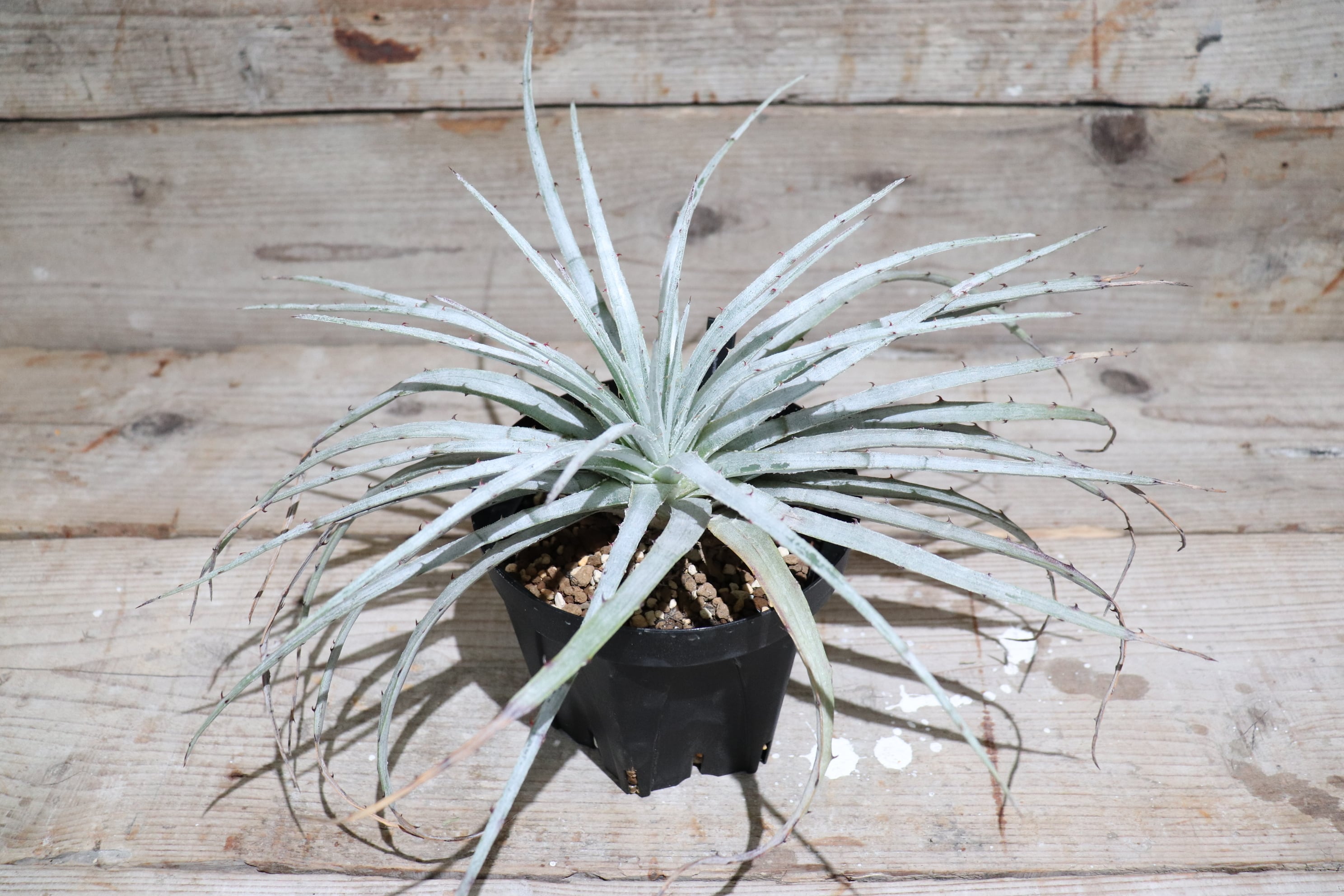 送料無料】Hechtia Sp. Loc.Pena Blanca- Queretaro〔ヘクチア〕現品
