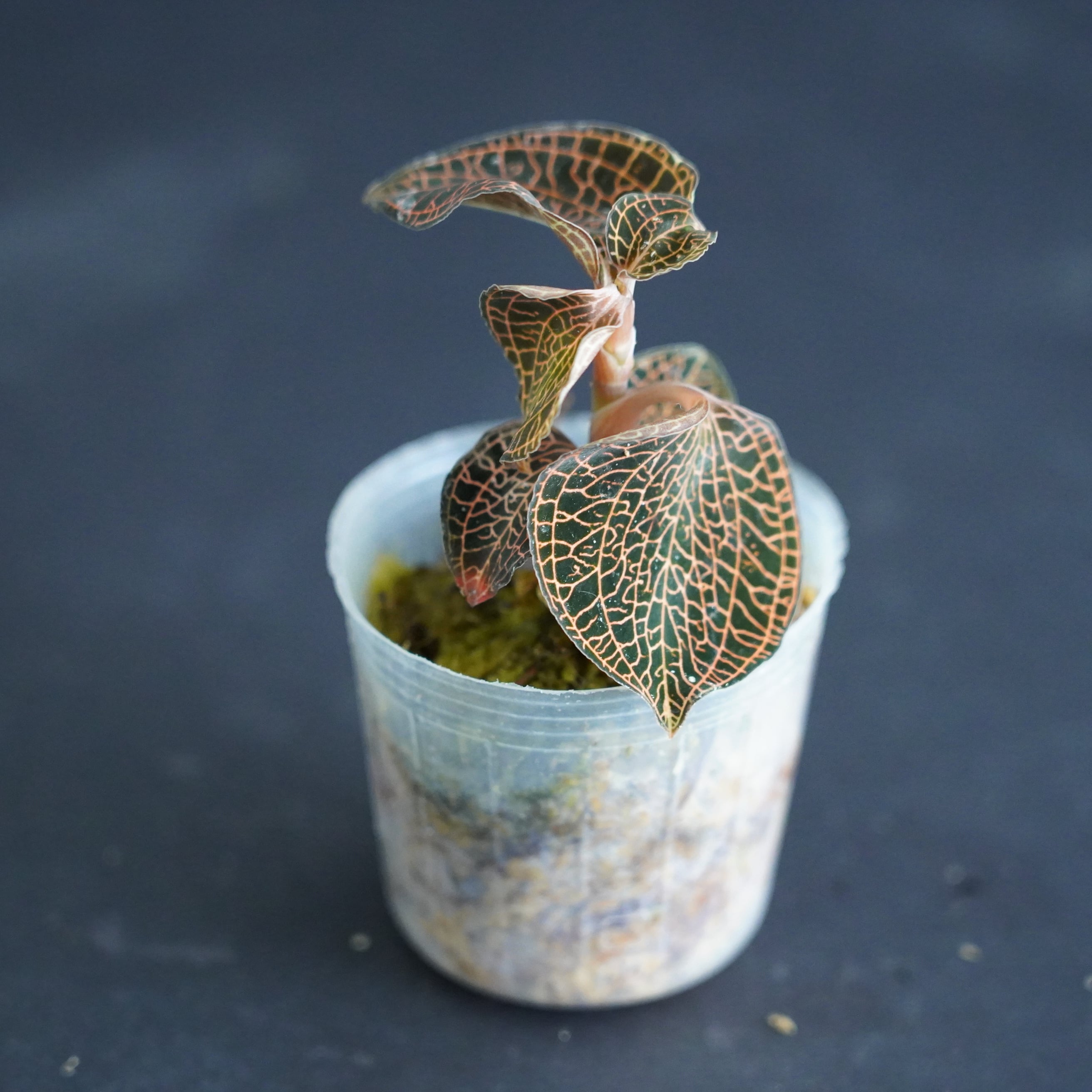 ◇現品◇Anoectochilus sp. Red Stem【ジュエルオーキッド宝石蘭】#727