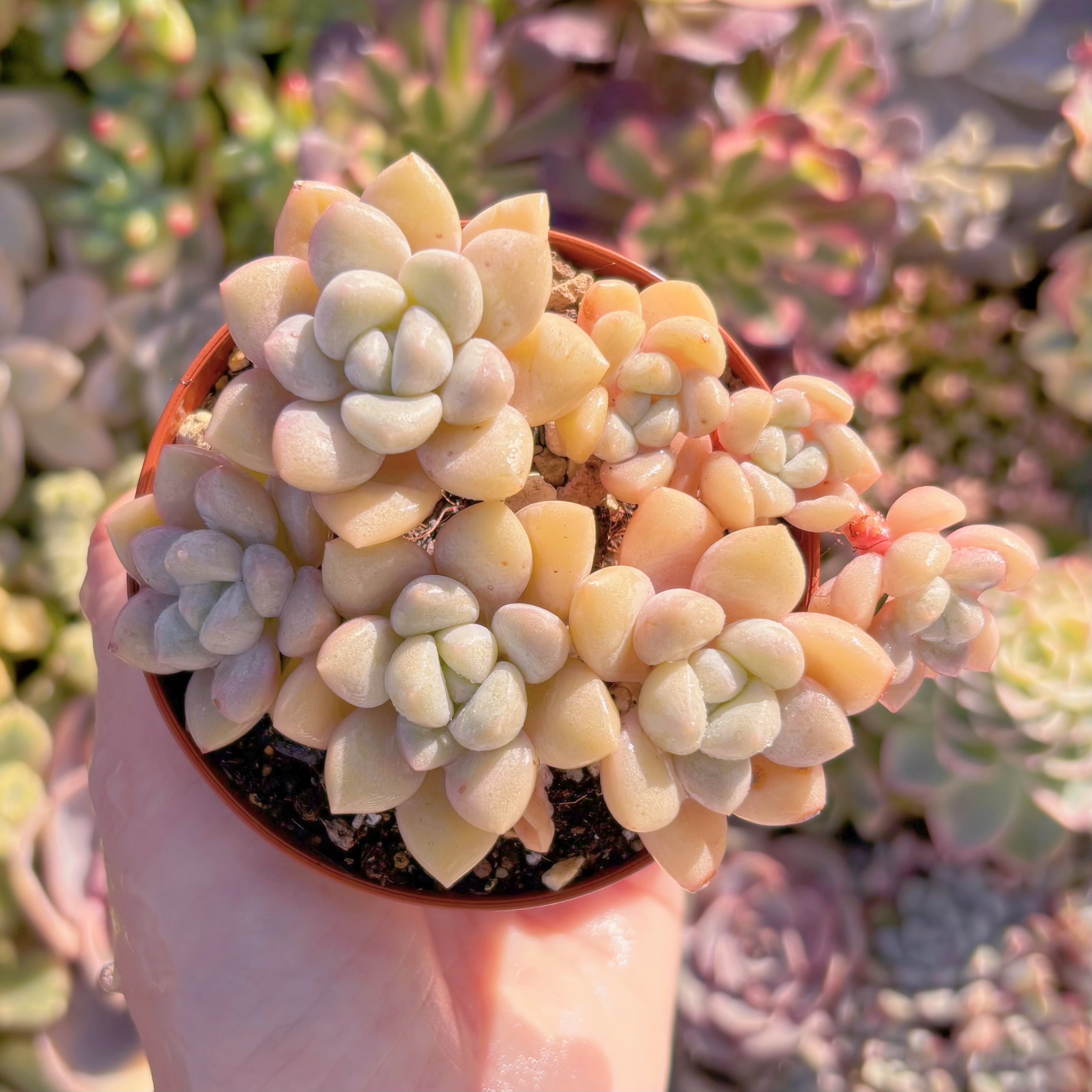 現品　チューインガム#609　群生　るる農園