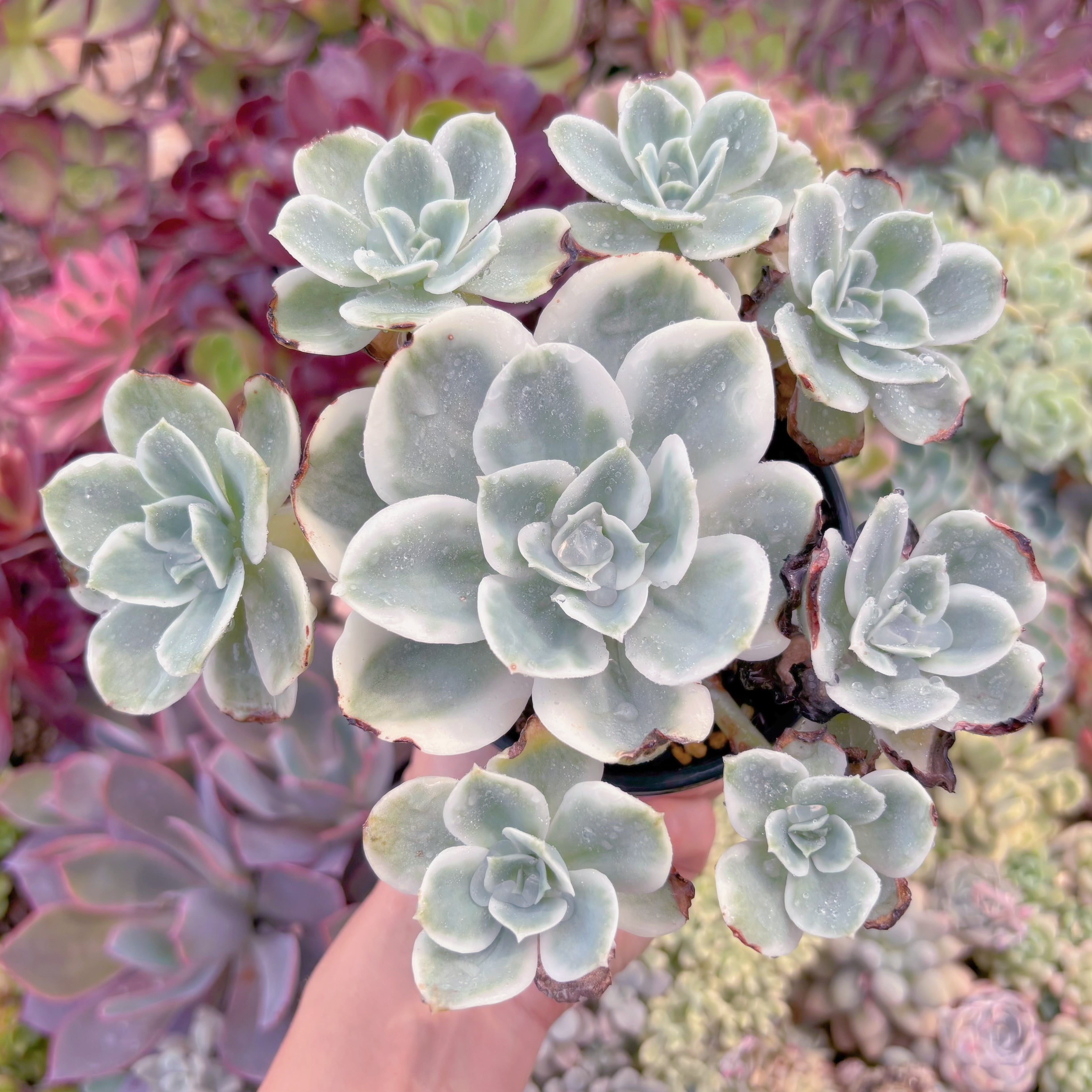 現品　レモンローズ錦#2197　群生　るる農園