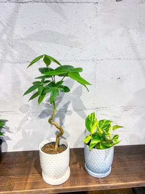 ドットの植木鉢　3号