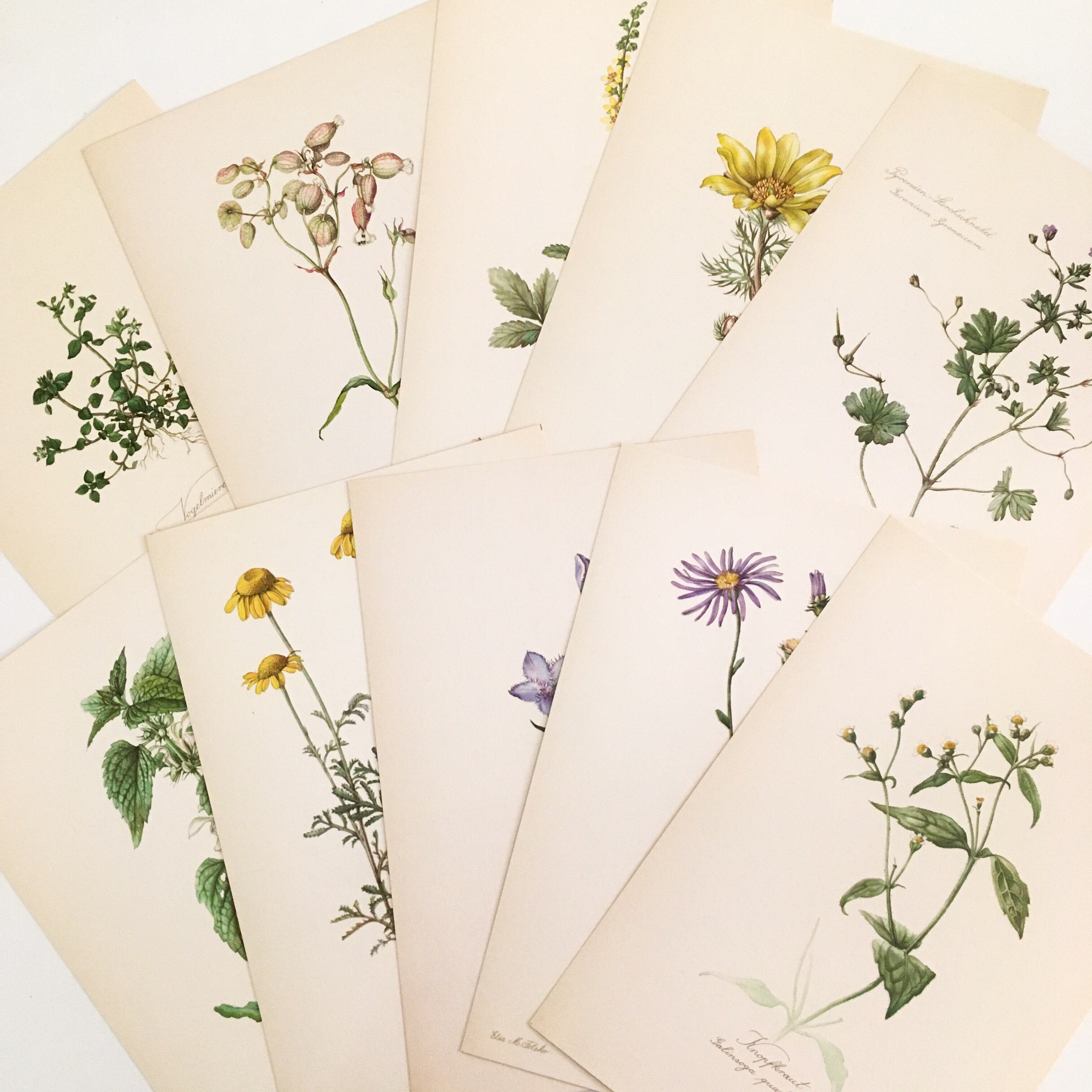 ヴィンテージ 紙もの 植物図鑑 ドイツ アンティーク カード式 15枚 押し花 ボタニカル 小さなワクワク べるりんのーと