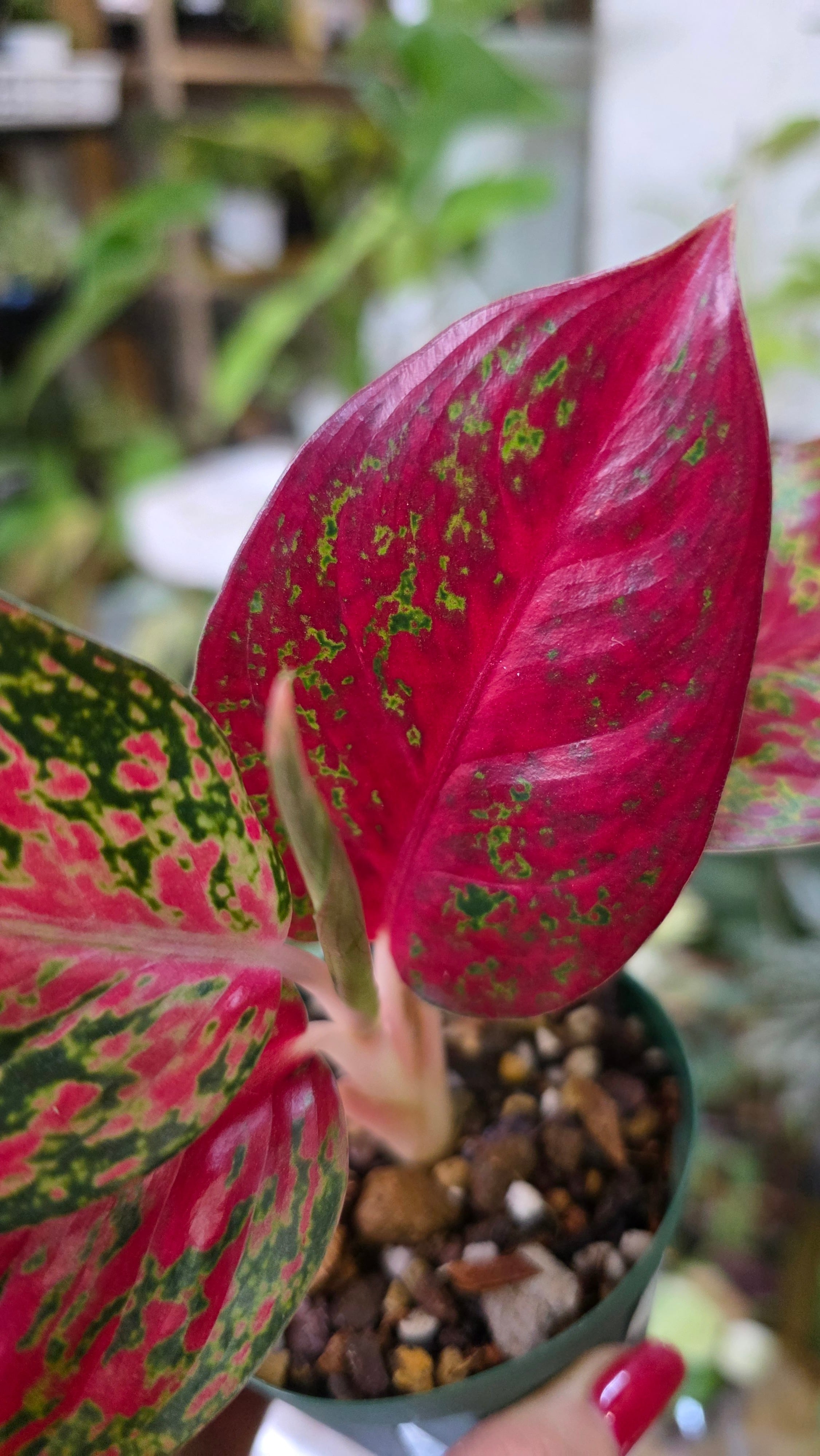 Aglaonema SubMongkol Red | HAPPAX