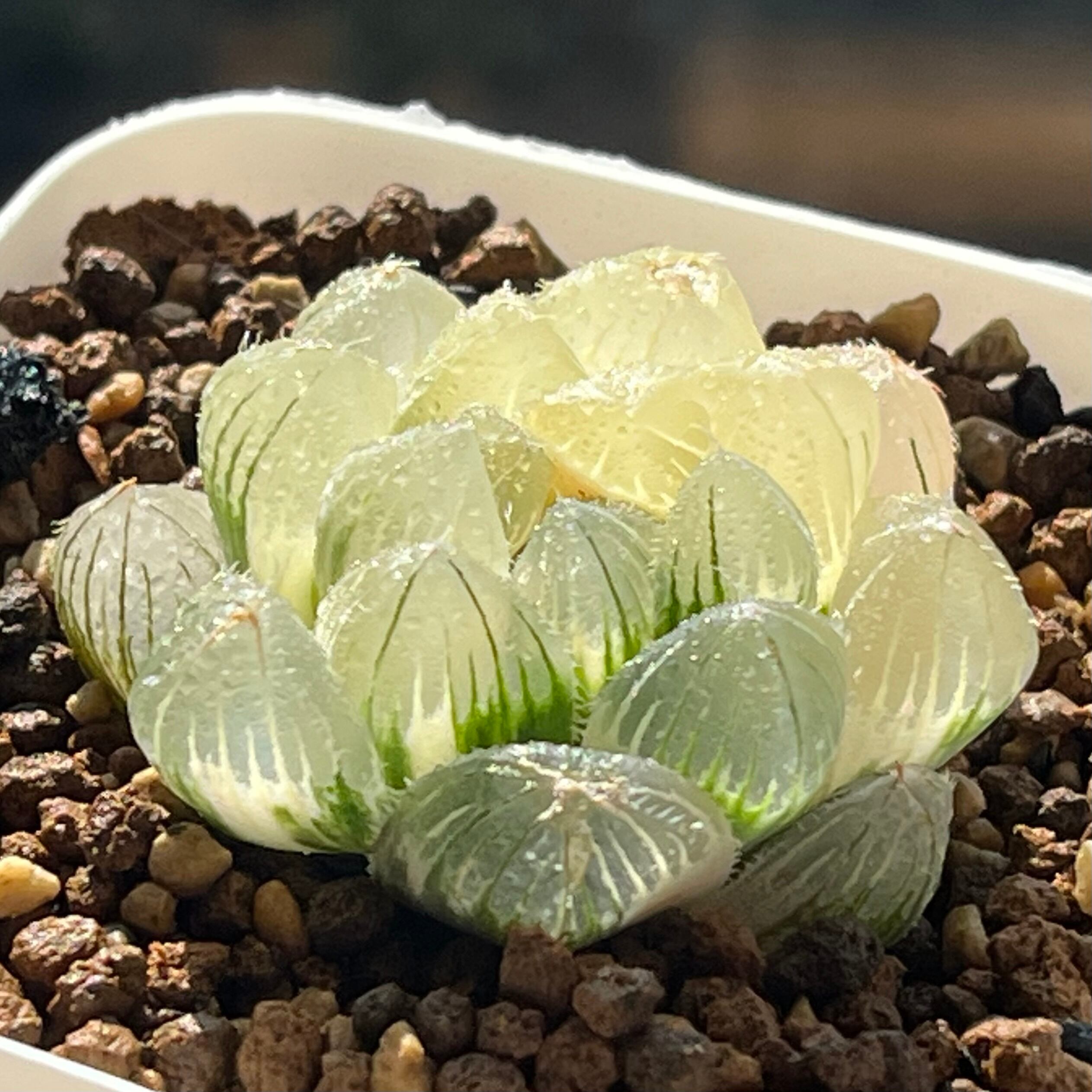 ハオルチア 白赤線レンズ錦×OMオブツーサ錦 実生 | mocono_plants