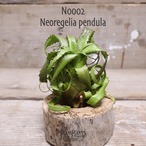 【送料無料】pendula M〔ネオレゲリア〕現品発送N0002