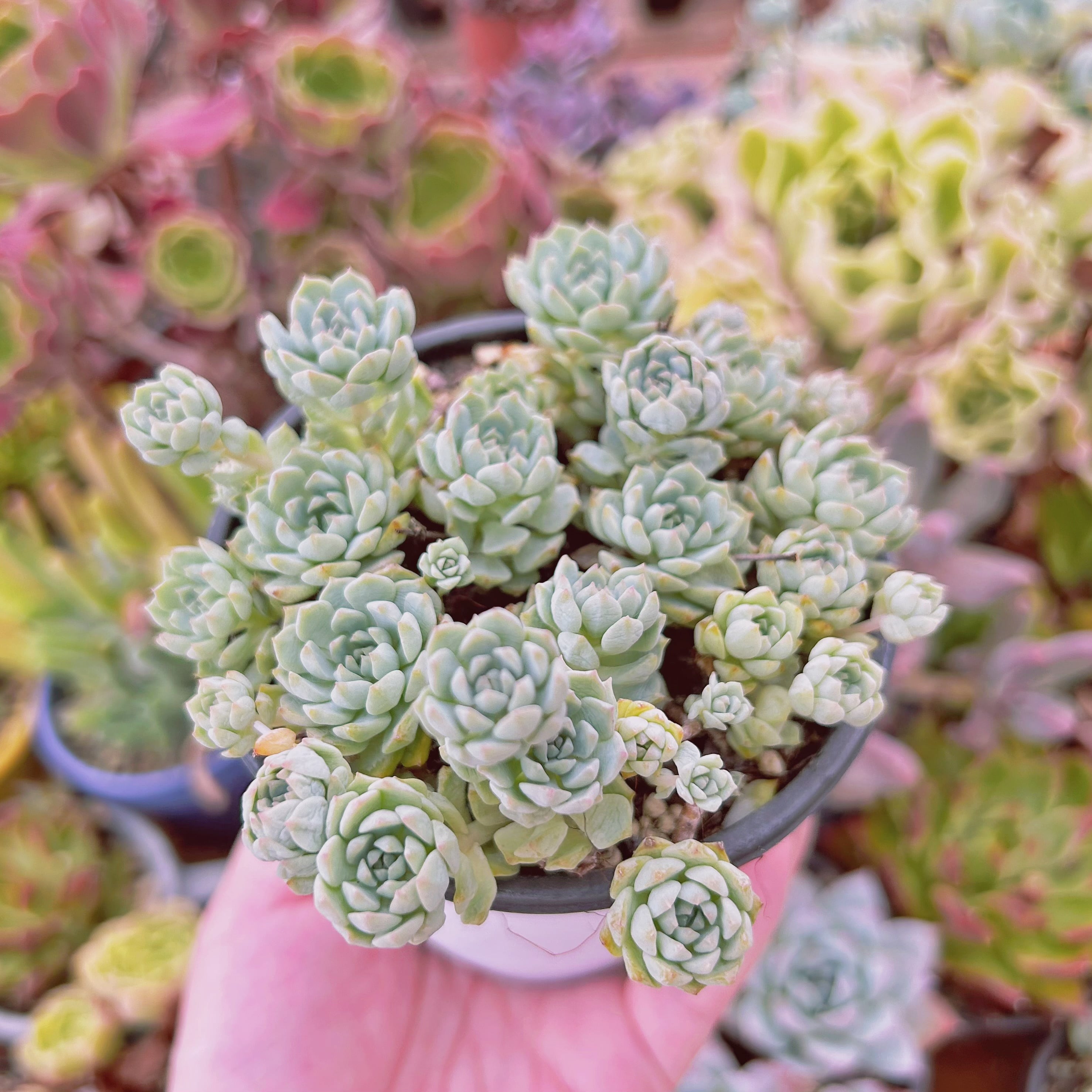 現物　多肉植物　 グロブローサx静夜　特大　抜き苗