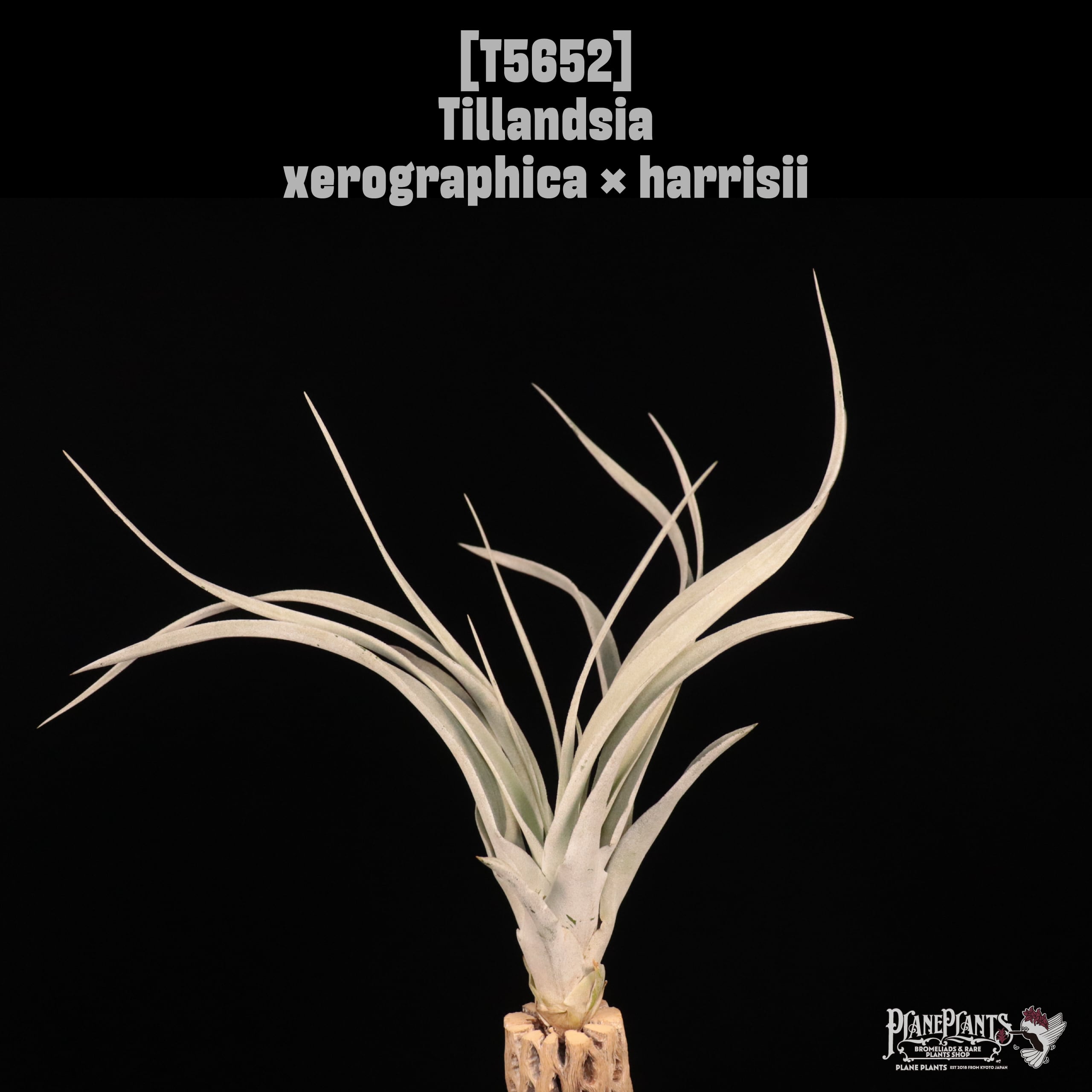 【送料無料】xerographica × harrisii〔エアプランツ〕現品発送T5652