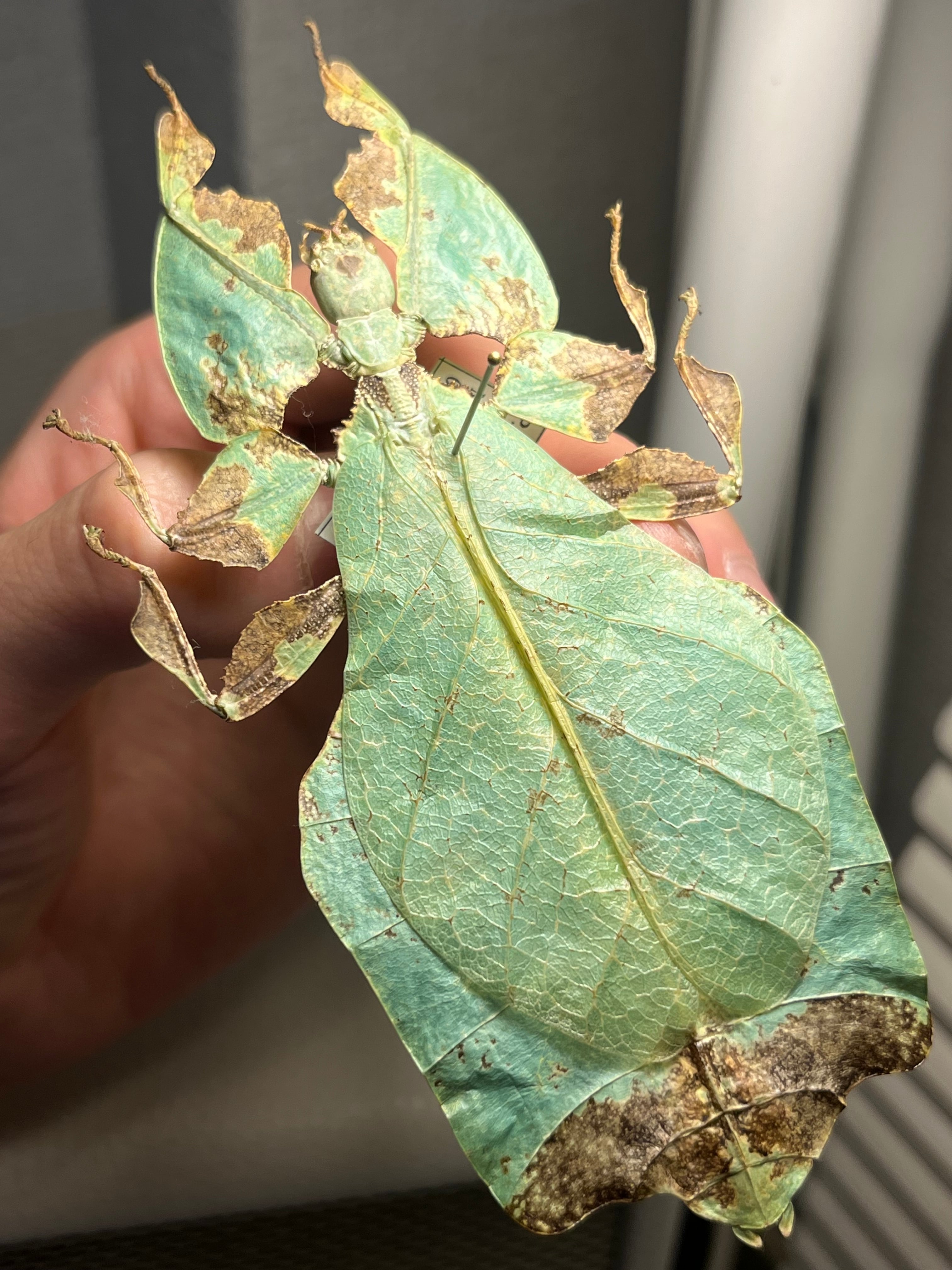 85mm】アラゲオオウスバカミキリ 甲虫昆虫標本タランチュラムカデ