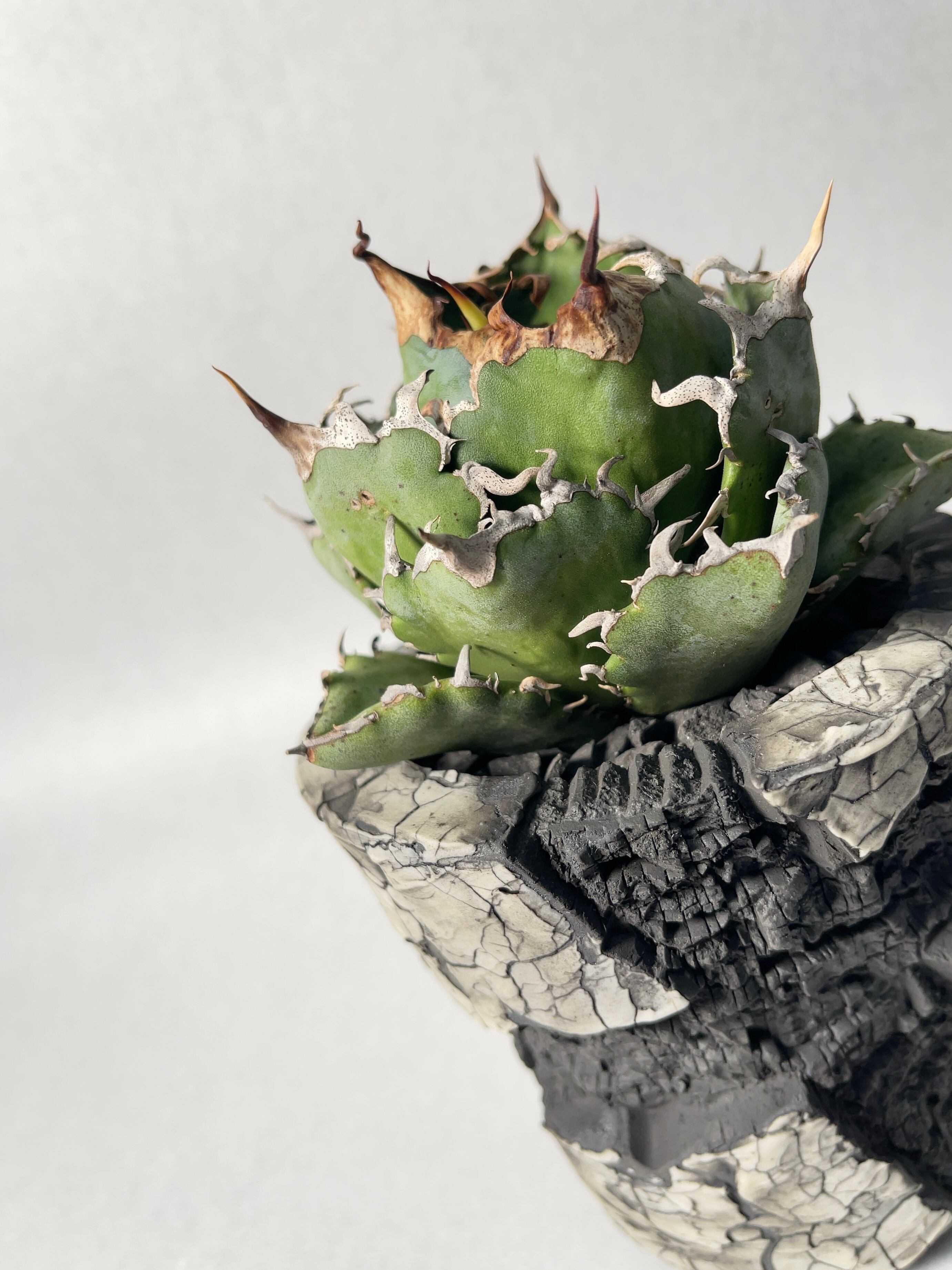 KIBOKU」botanize×Keiichi Sato 佐藤恵一 鉢 【公式通販】