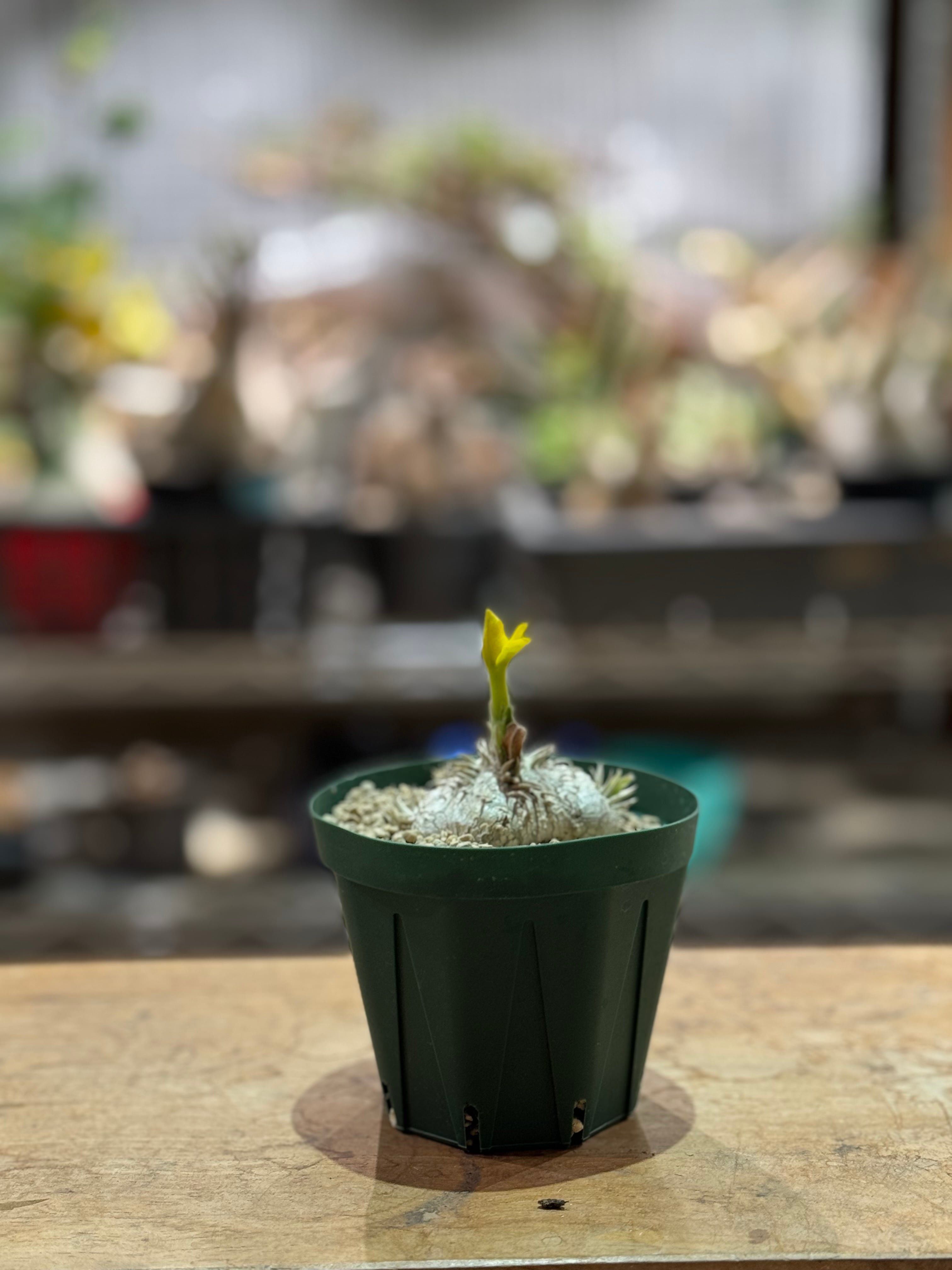 塊根植物 -caudex- | 青坊主-aobouzu-