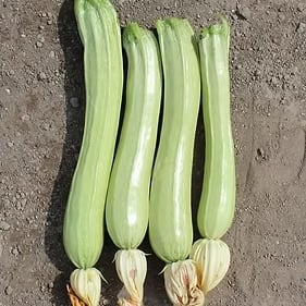 ズッキーニ・FLORIDOR F1【約15粒】<S-2439> | みらいのたね EnYuKan